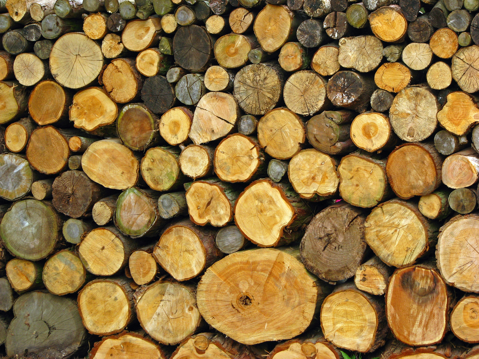 Pile of wood logs in close-up background