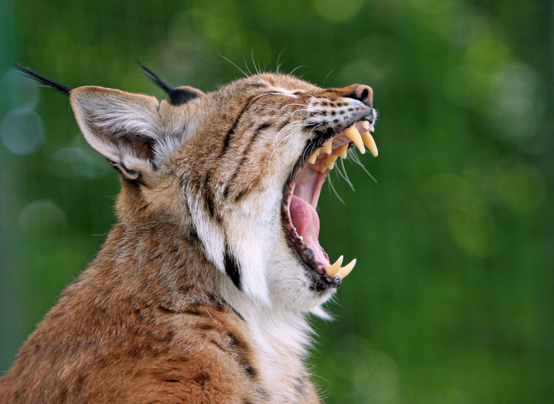 Close-up portrait of a bobcat or lynx yawning with mouth wide open showing teeth