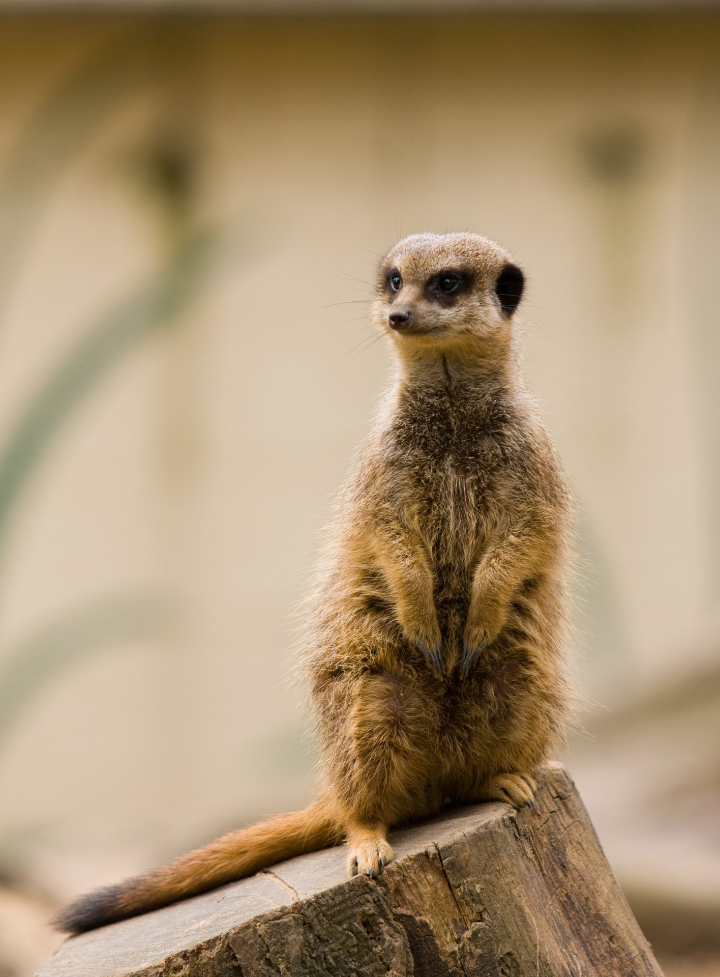 Portrait of a cute little Meerkat standing on a log
