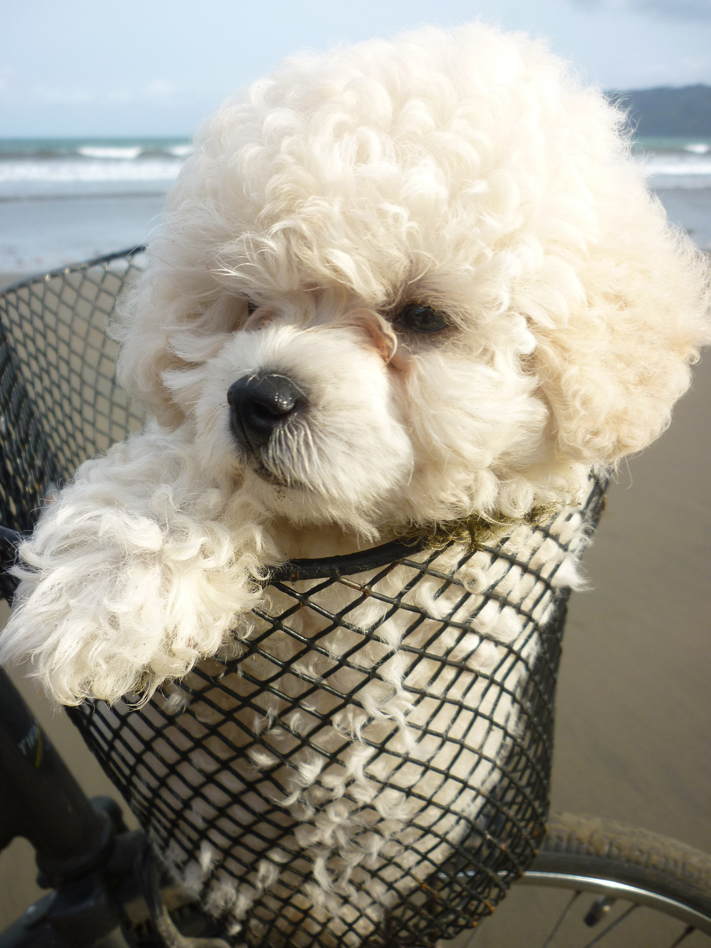 Mini Poodle Puppy In A Basket