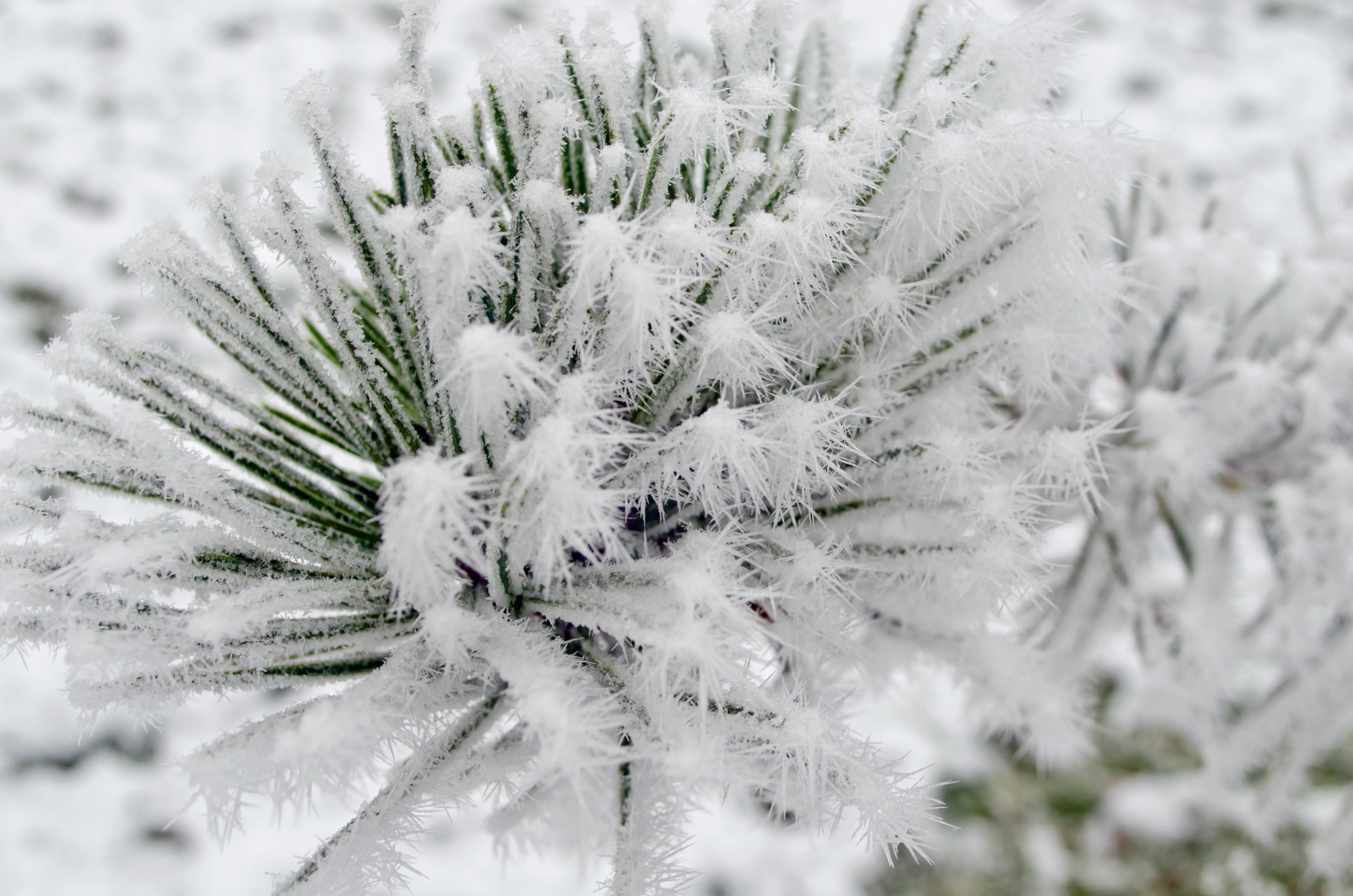 Needles And Frost 2
