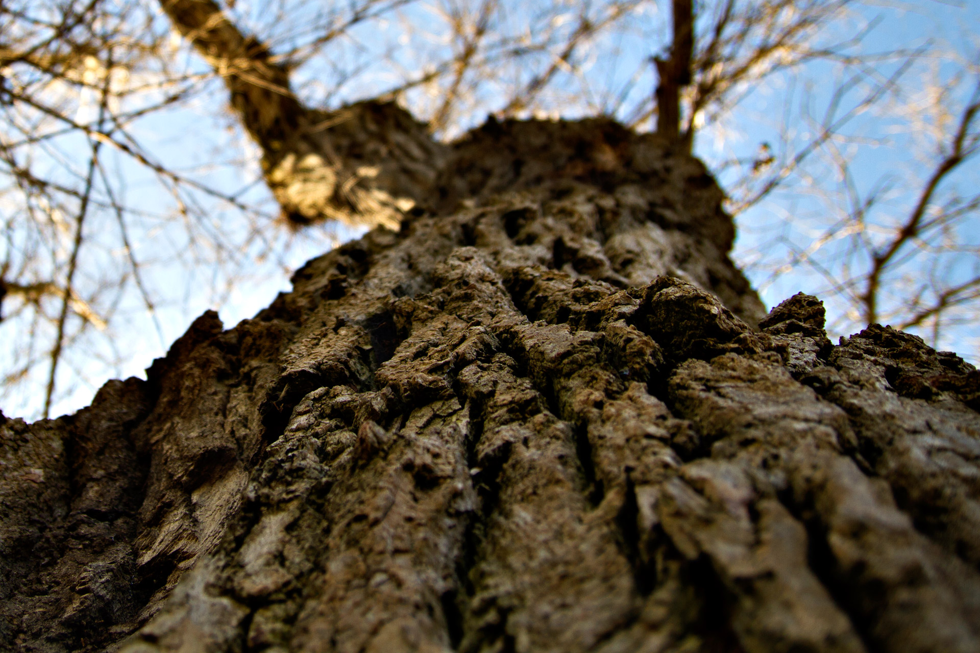 Oak Tree Wood