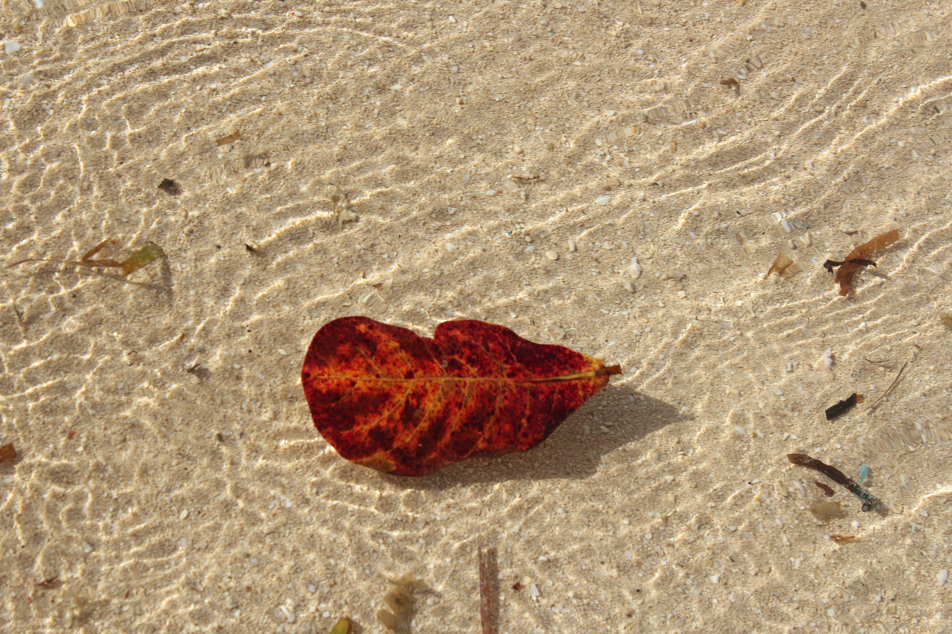 Orange Leaf In The Water