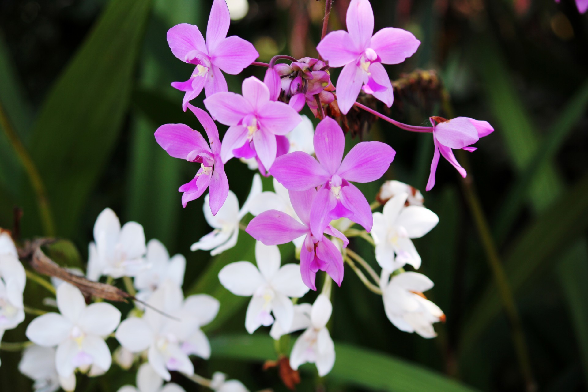 white and violet orchids