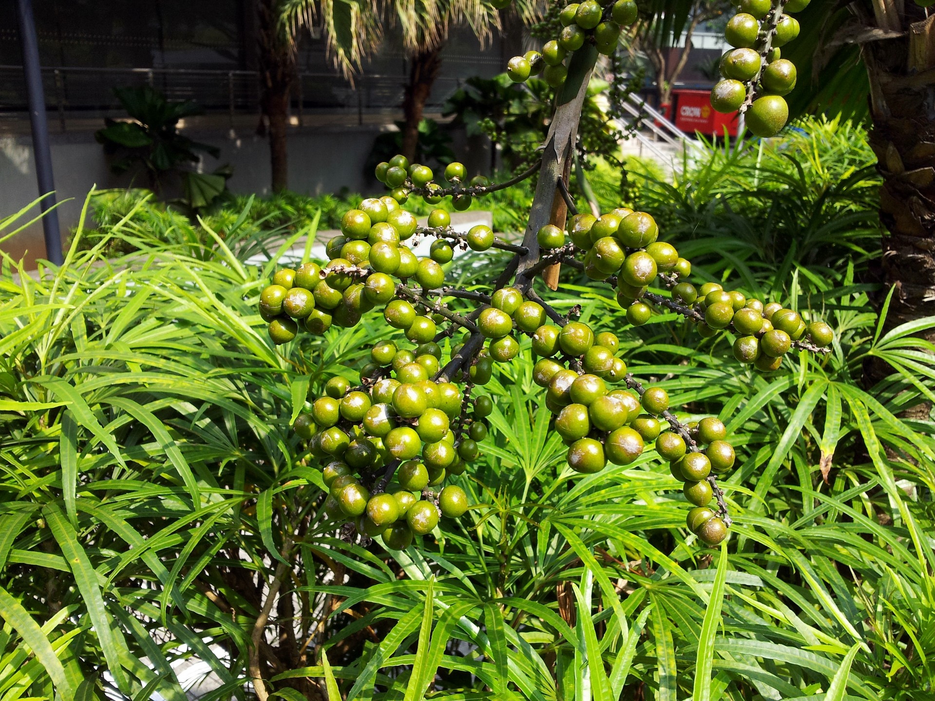 Palm Tree Seeds
