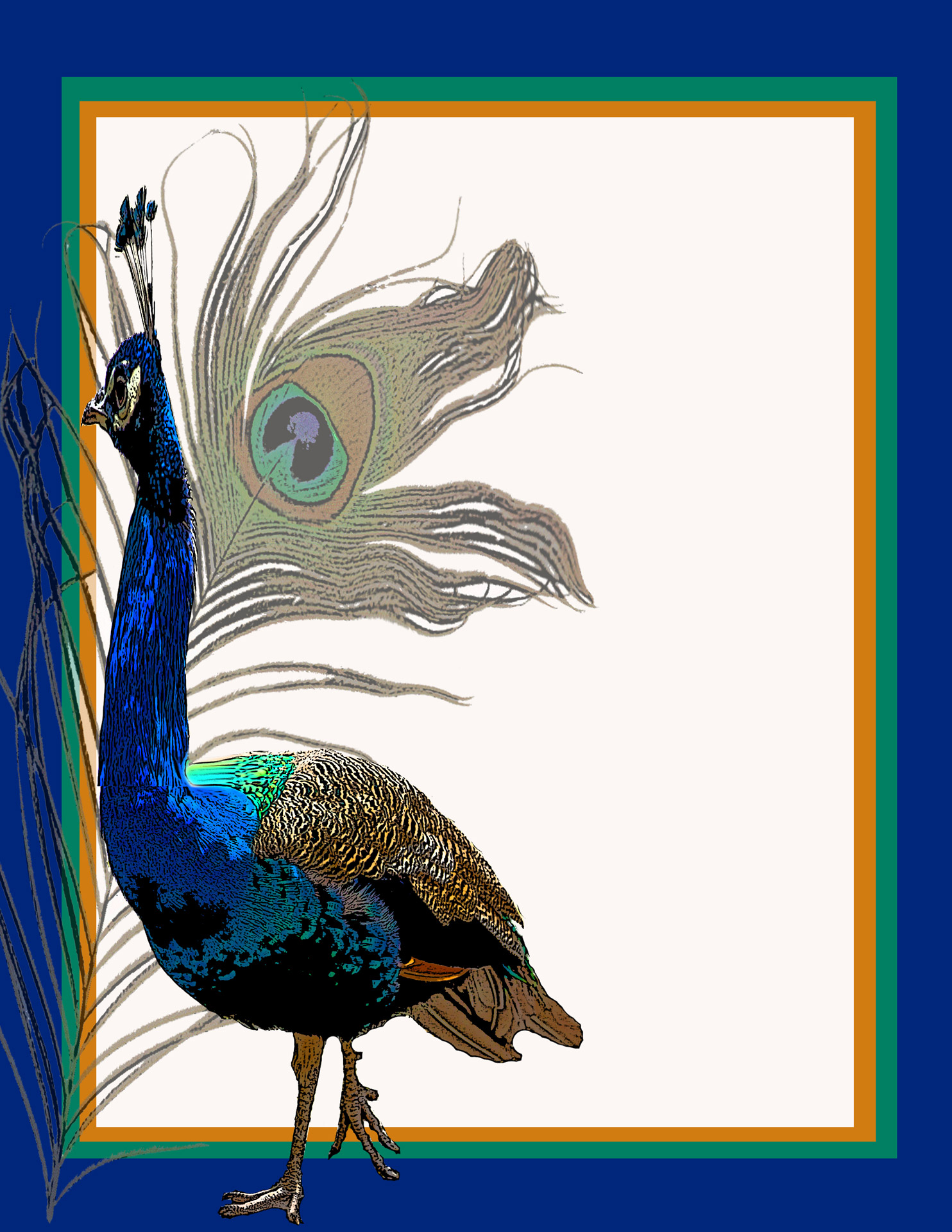 peacock-invitation-template-2-free-stock-photo-public-domain-pictures
