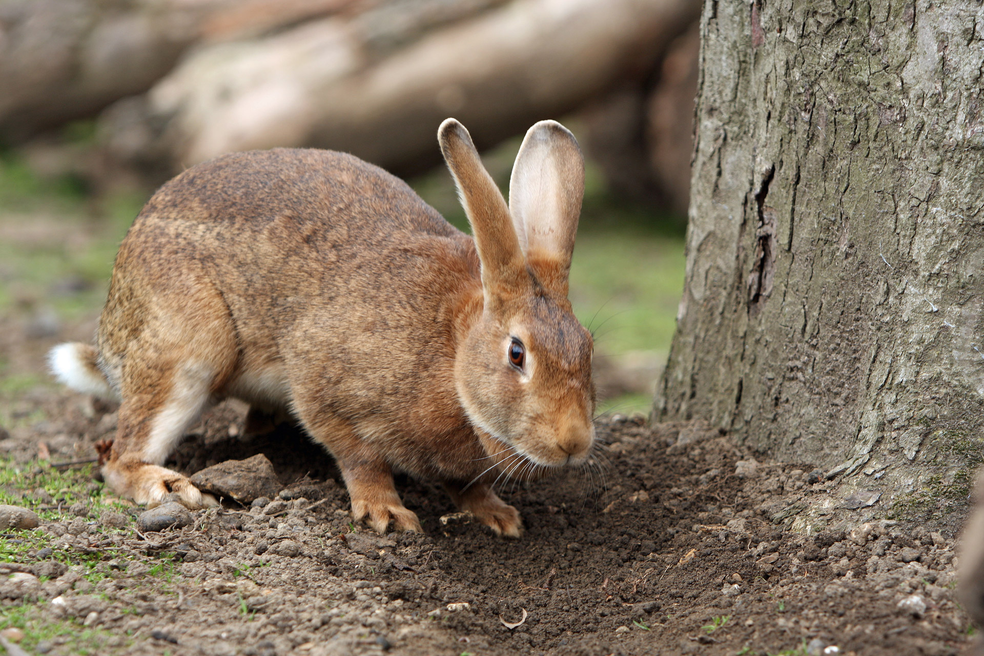 Cute brown pet bunny rabbit in the garden