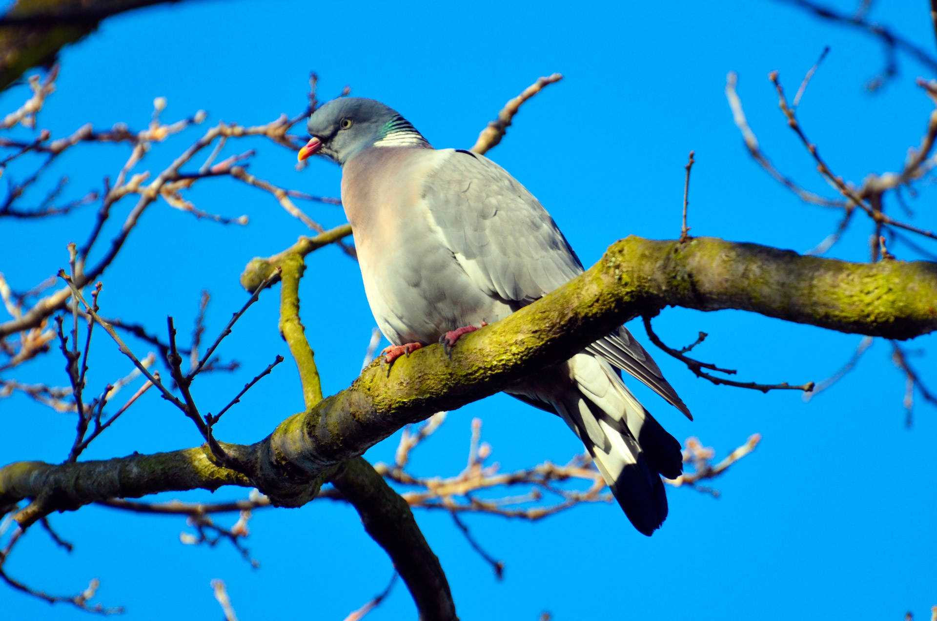 Pigeon On A Branch