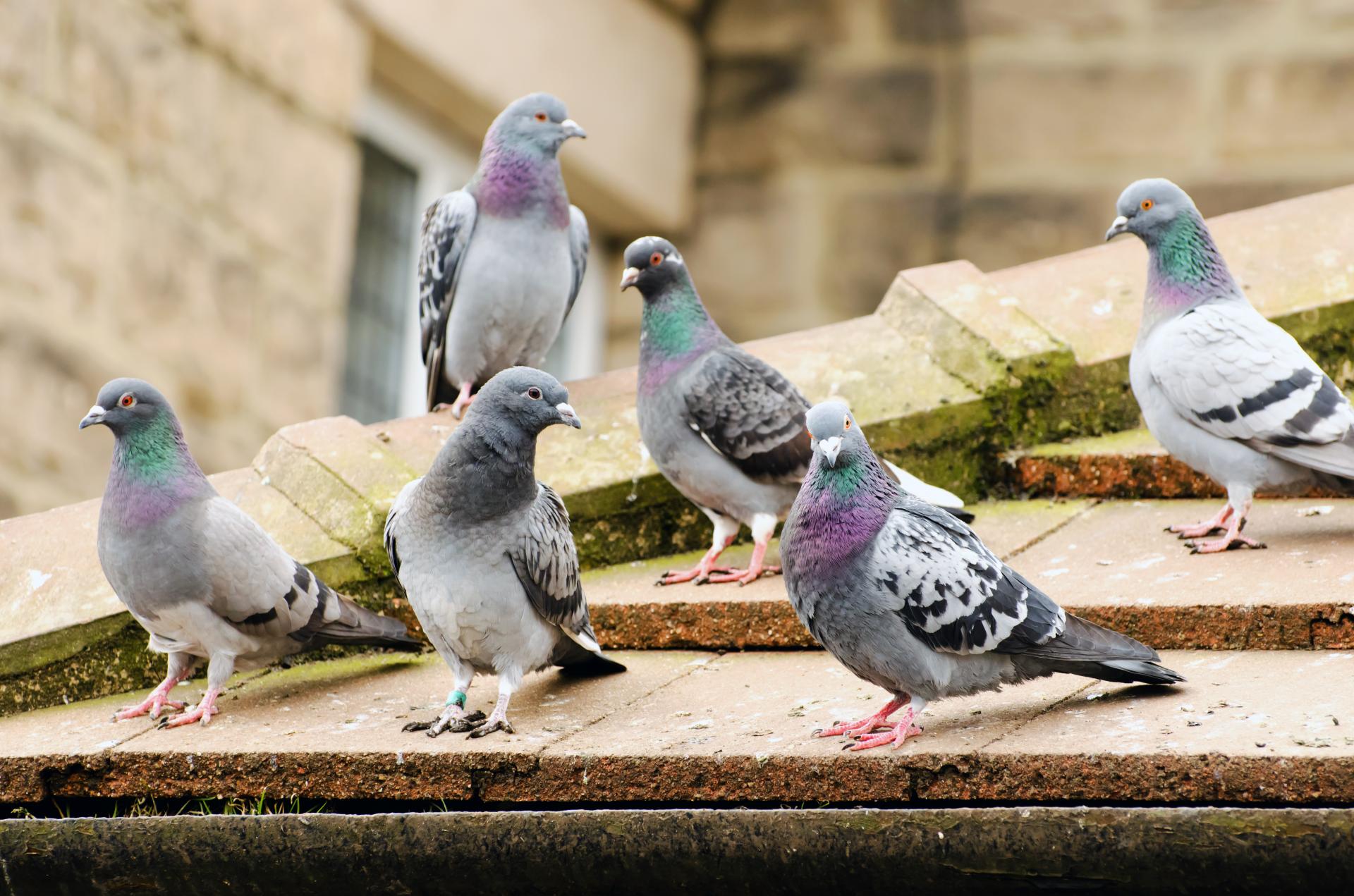 Pigeons - Group