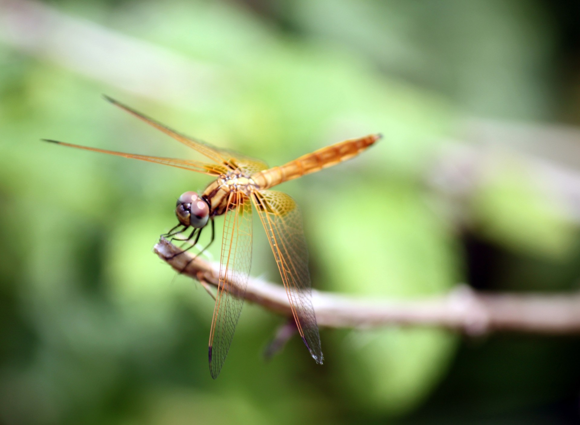 Pink Dragonfly Staying At Stick Free Stock Photo - Public Domain Pictures