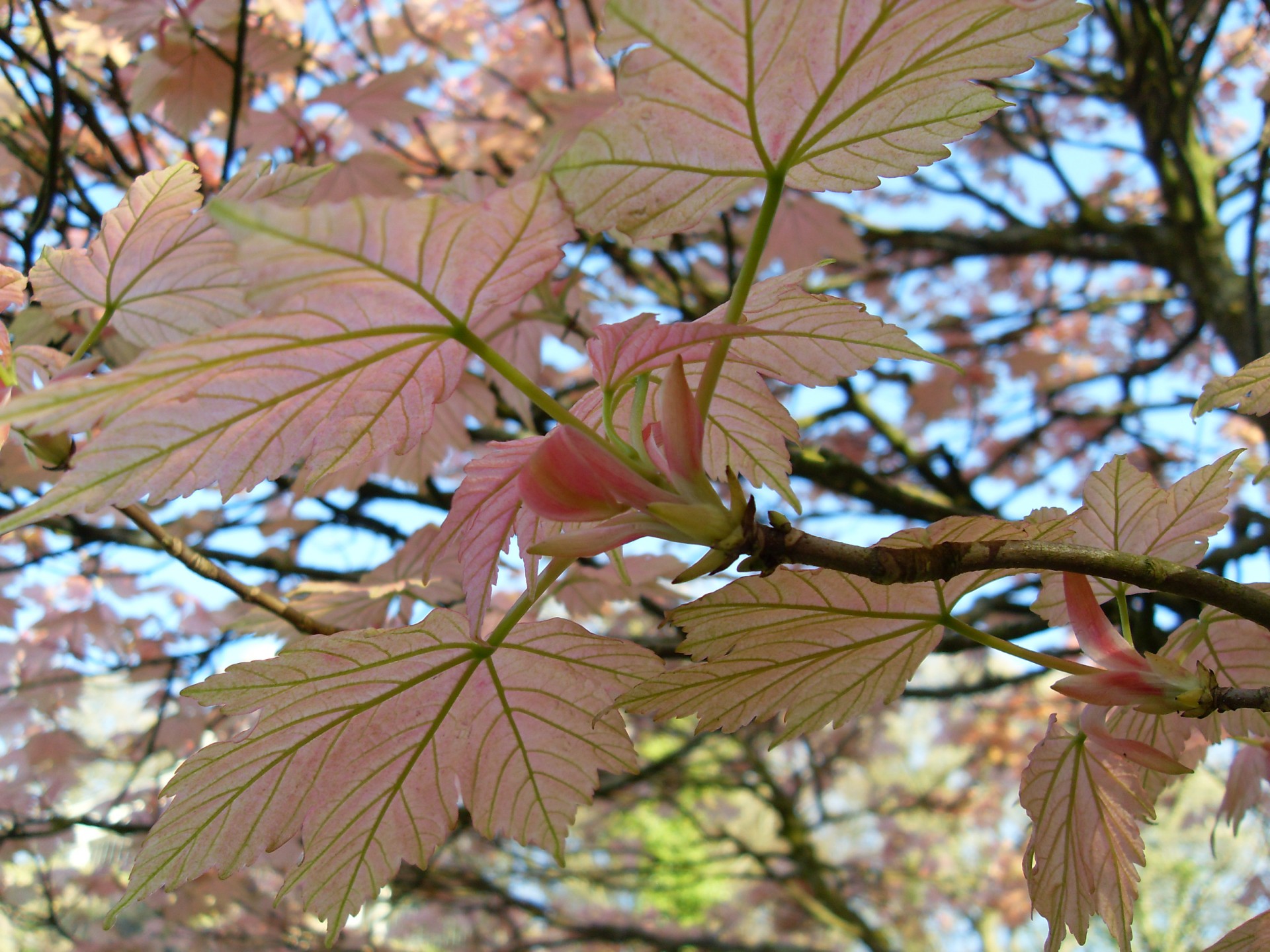 Pink Maple #1