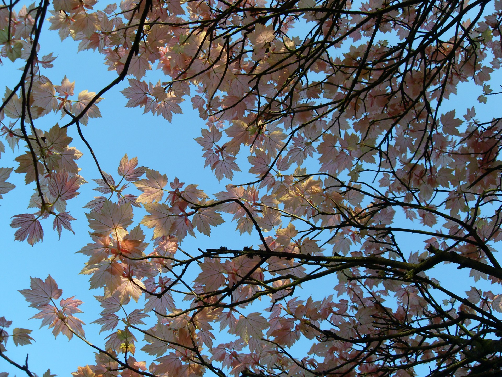 Pink maple leaves with blue sky background