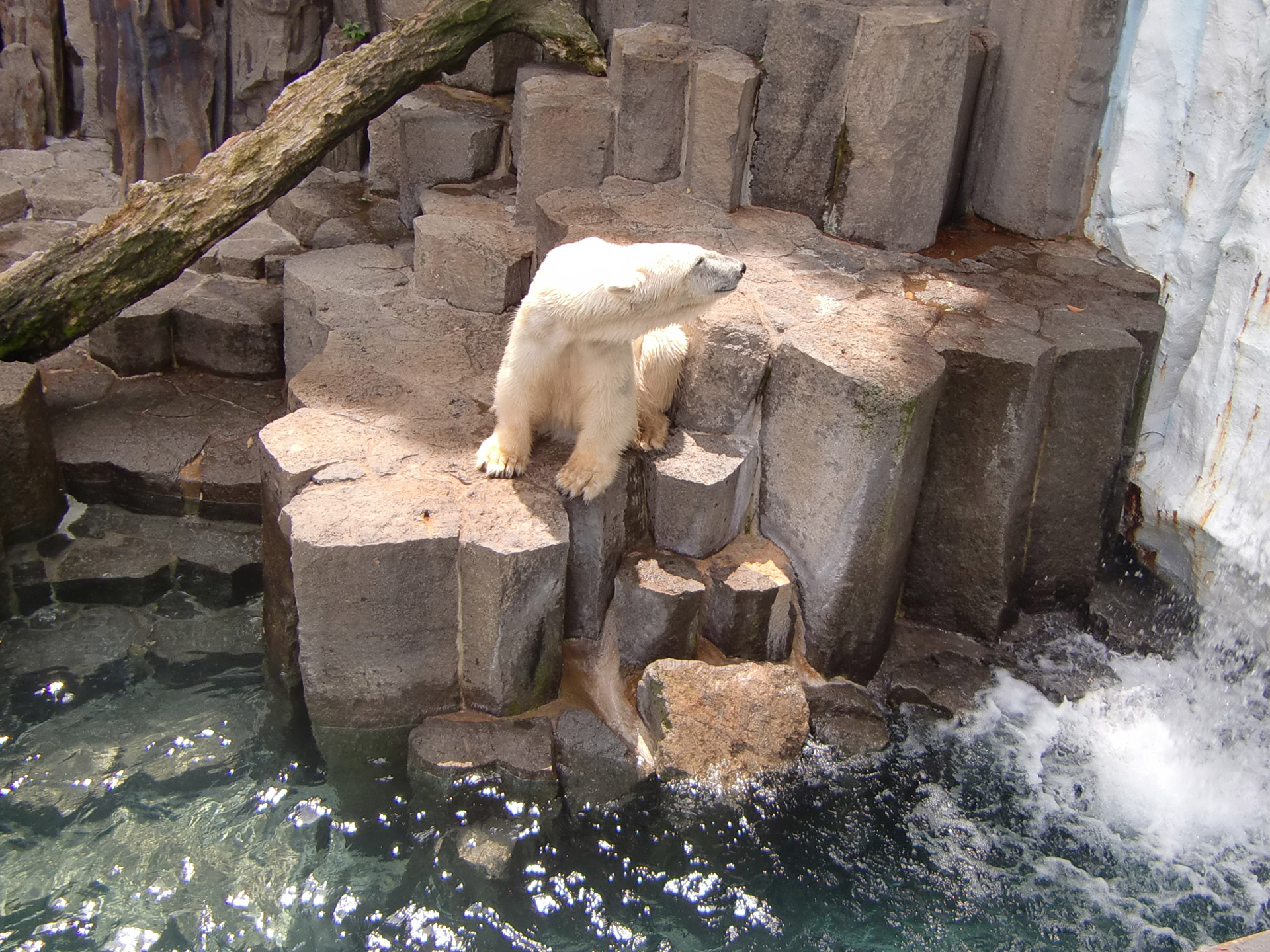 Photo of a polar bear in a zoo.