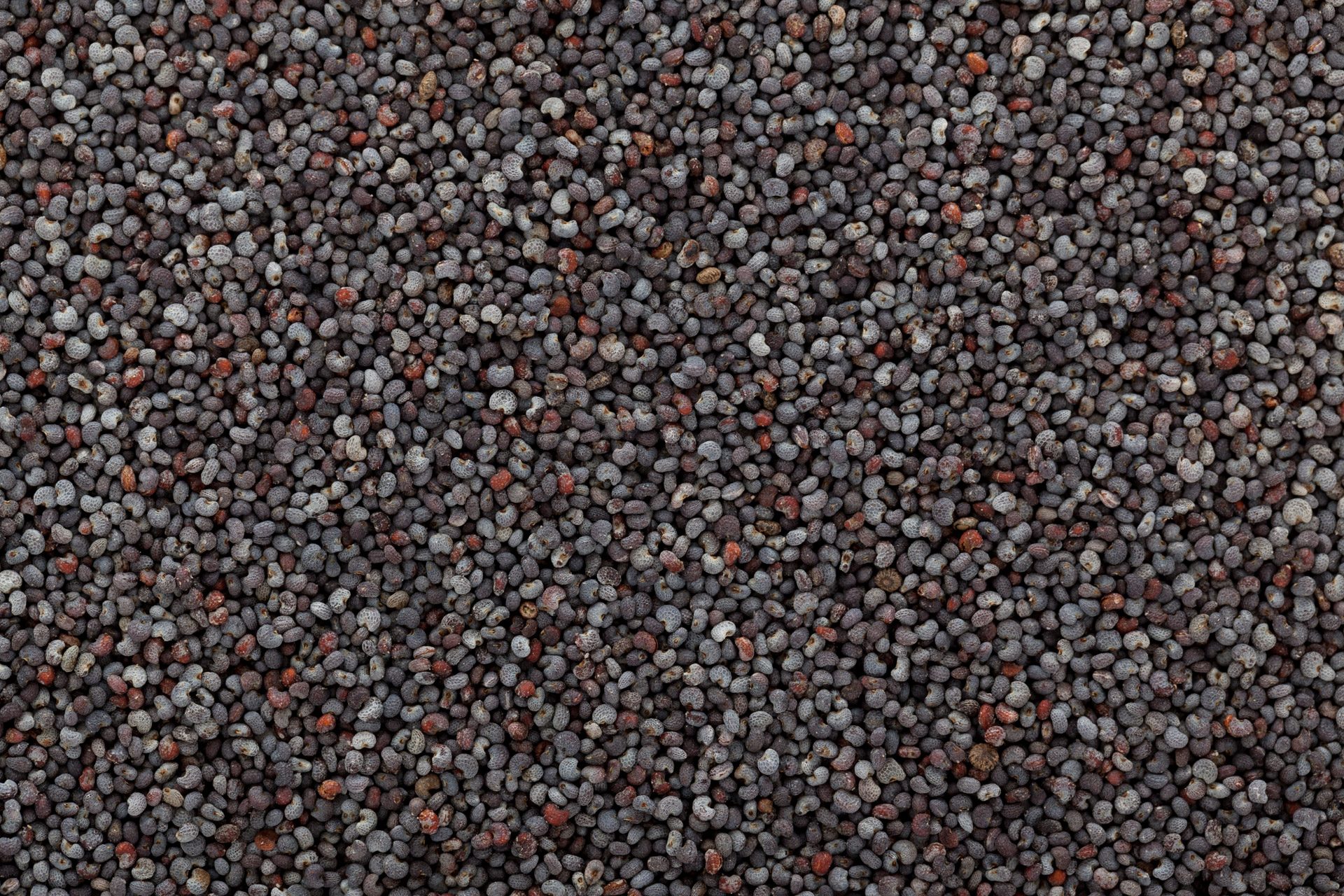 Poppy Seeds Wallpaper