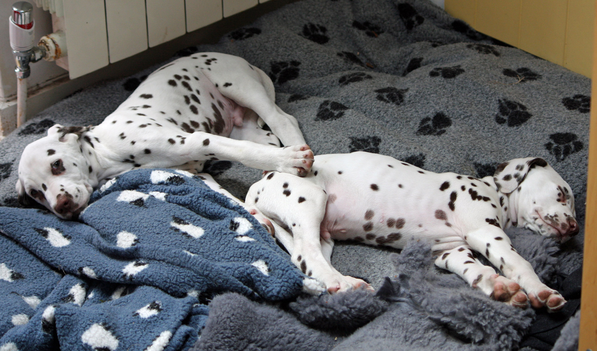 Two dalmatian puppy dogs sleeping