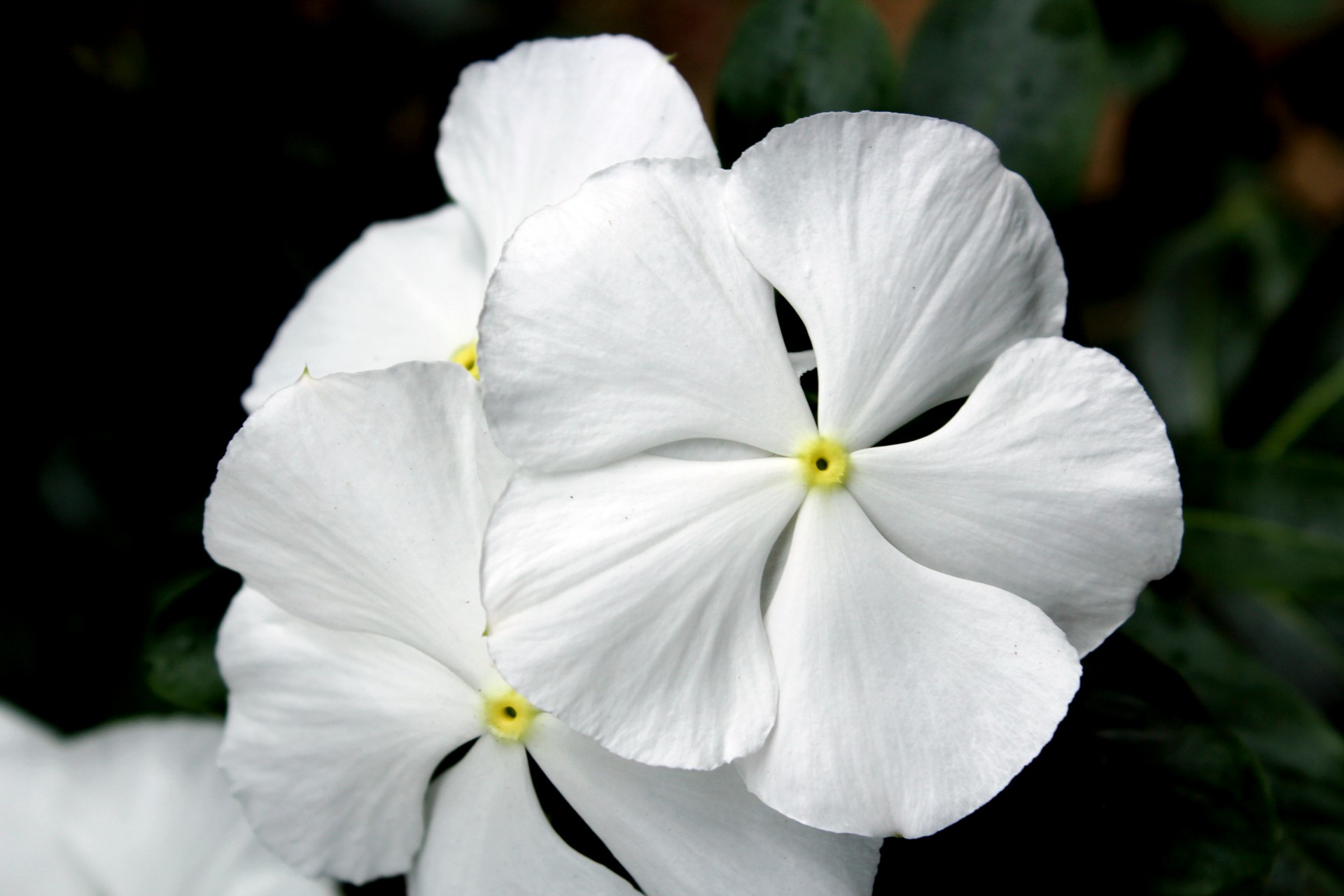 Purity Of White Flower