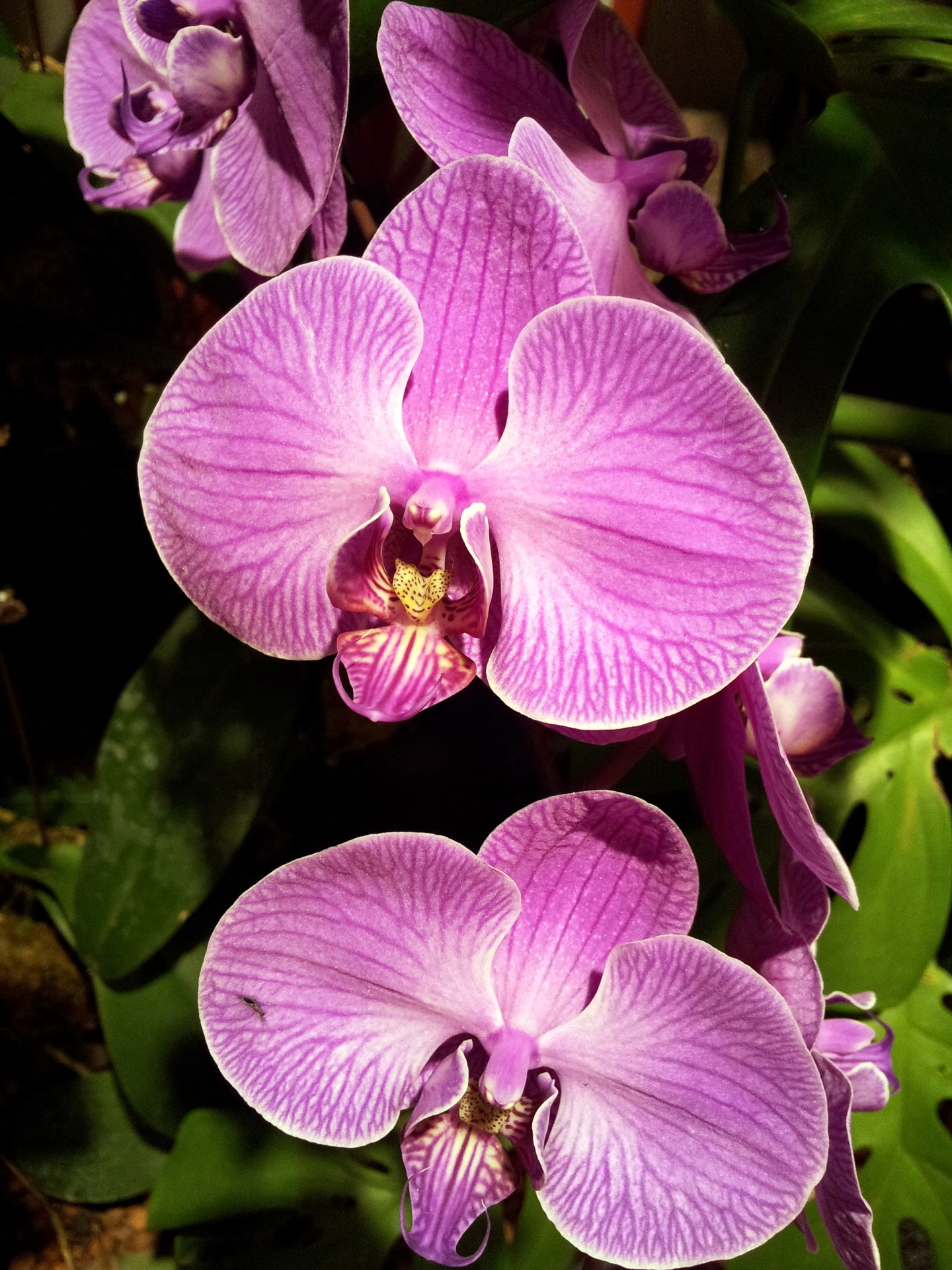 Purple Orchid Flower Petal
