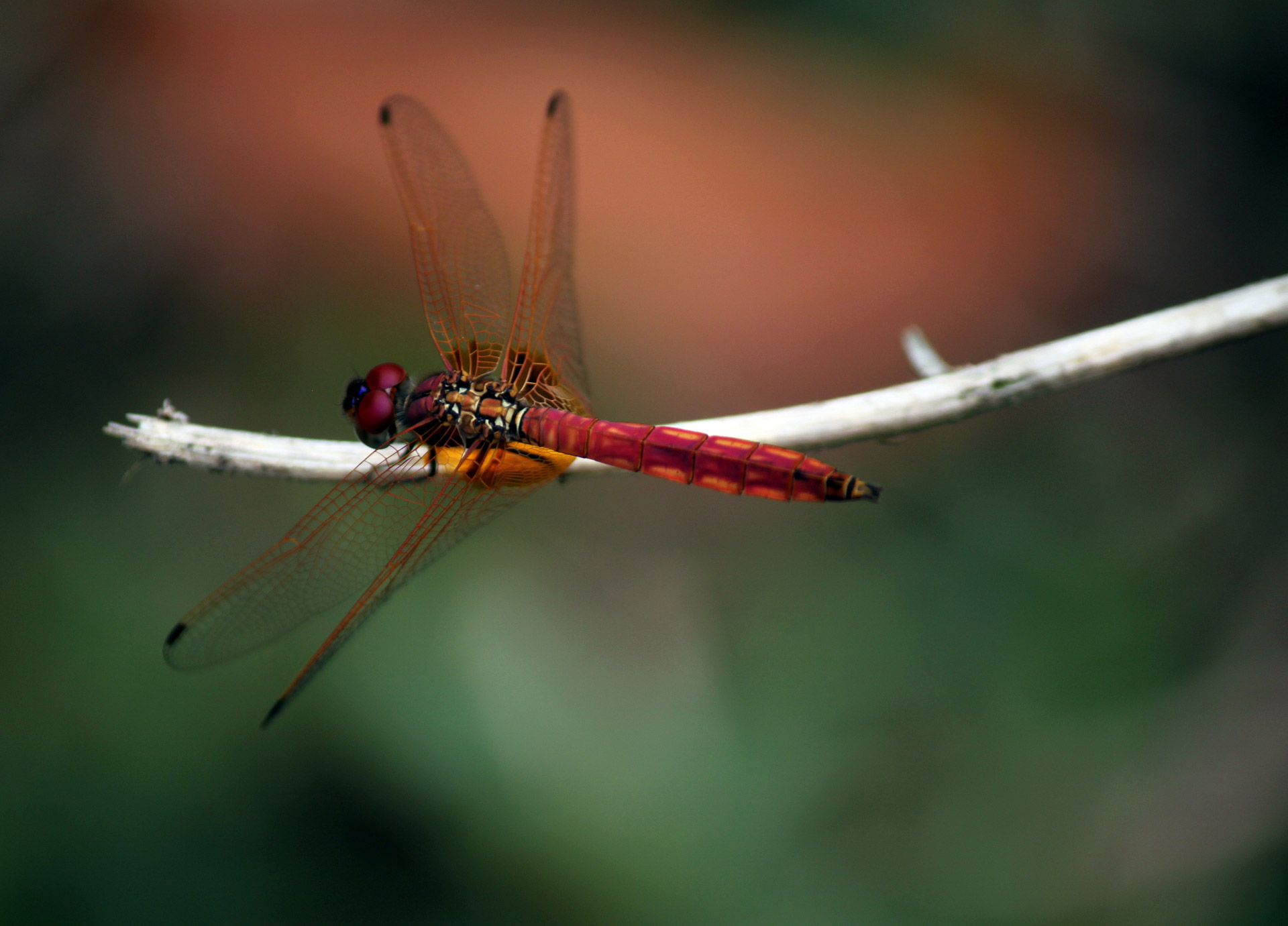 Red Dragonfly Staying At Stick