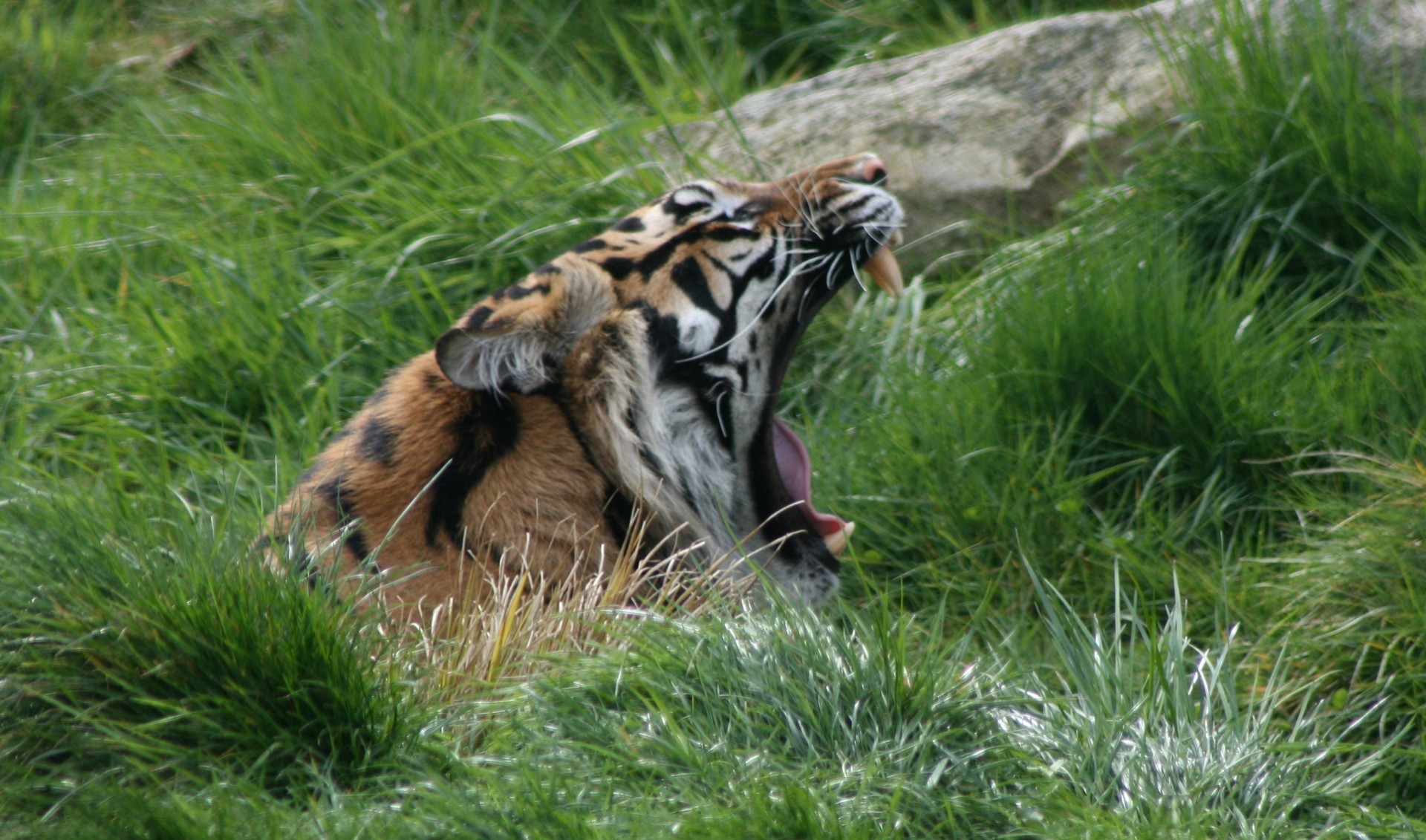 Roaring or yawning tiger