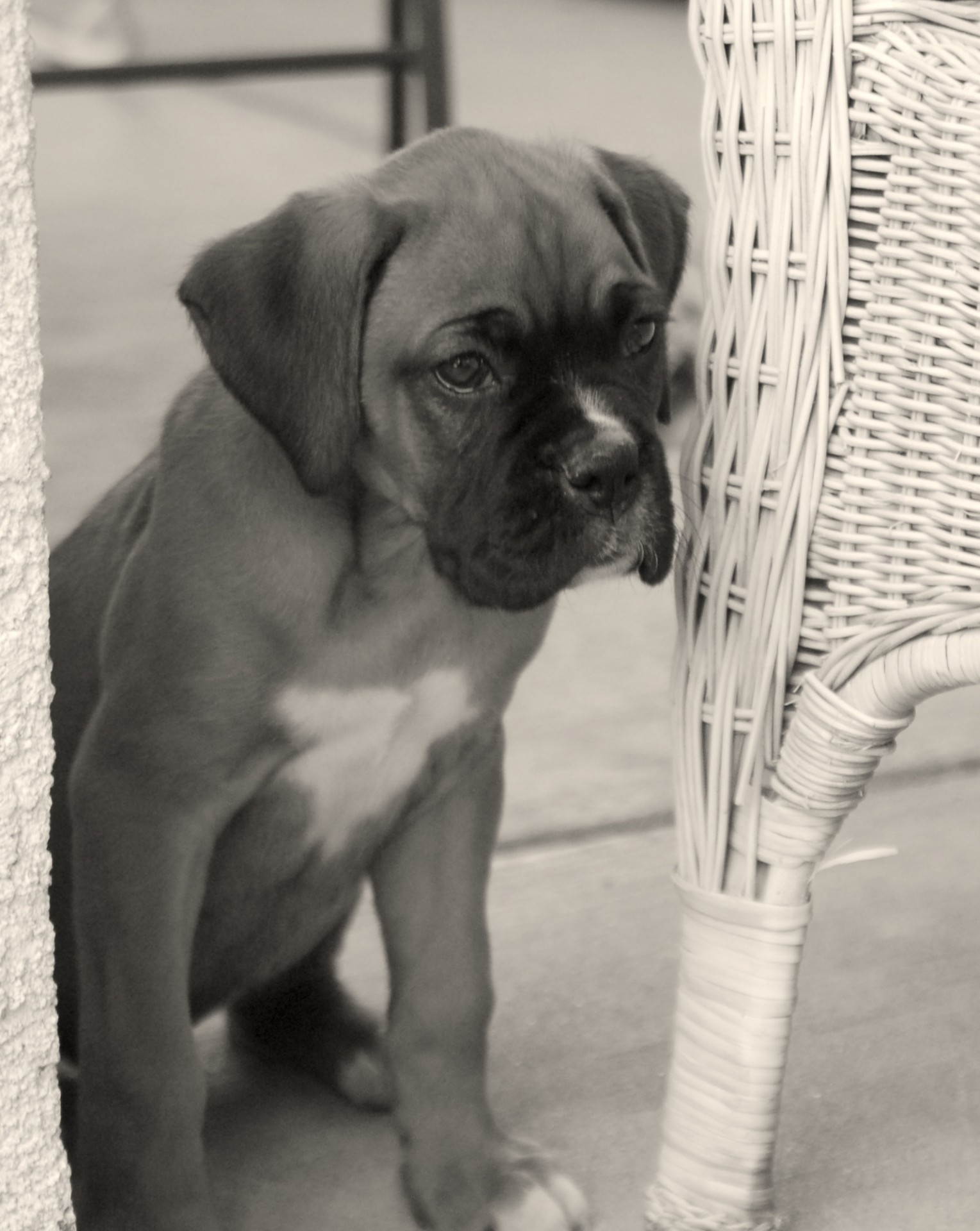 Rocky the Boxer Puppy