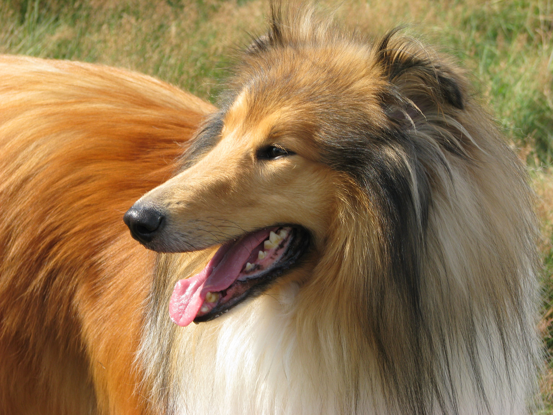 Close-up of a rough collie dog in profile