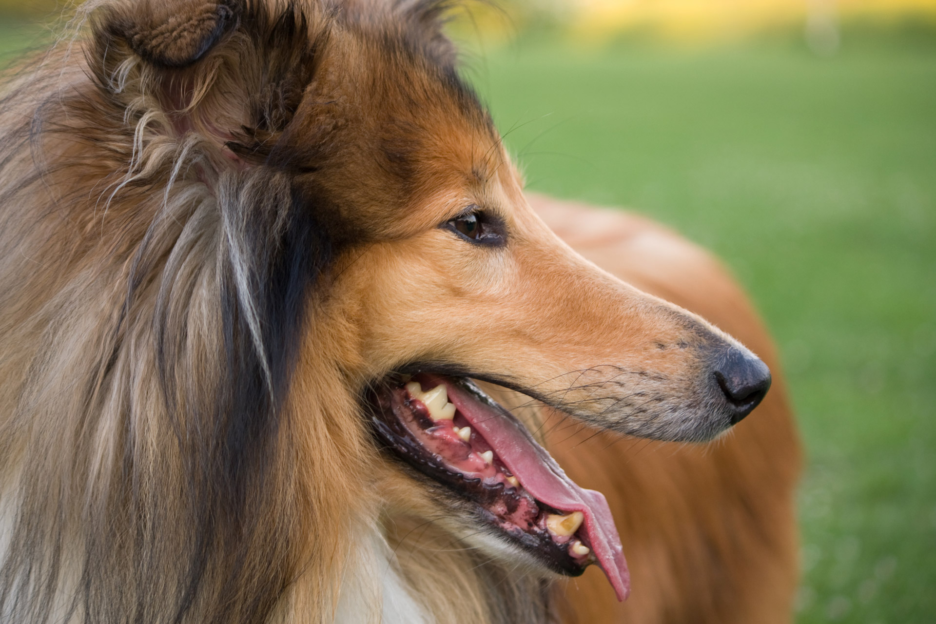 Beautiful close-up photo portrait of the head of a rough collie dog