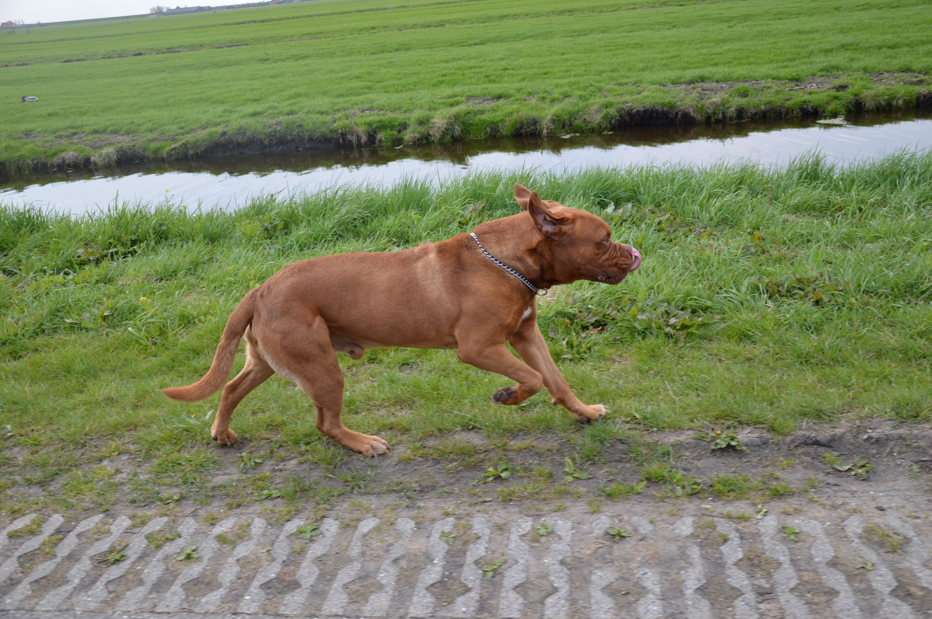 Running Dog 3