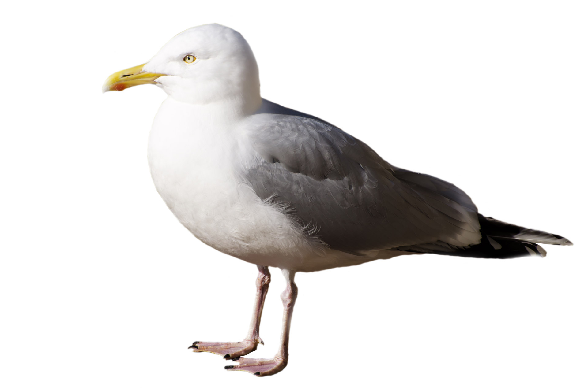 Seagull  On The White Background