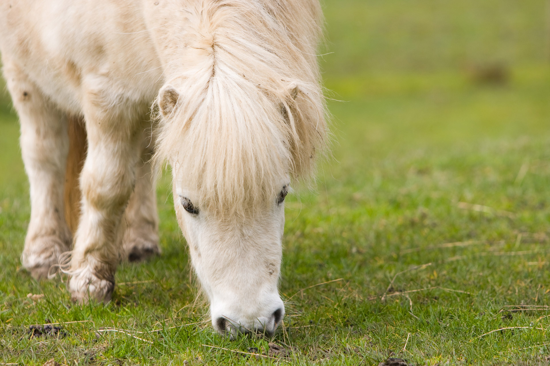 Shetland Pony Grazing