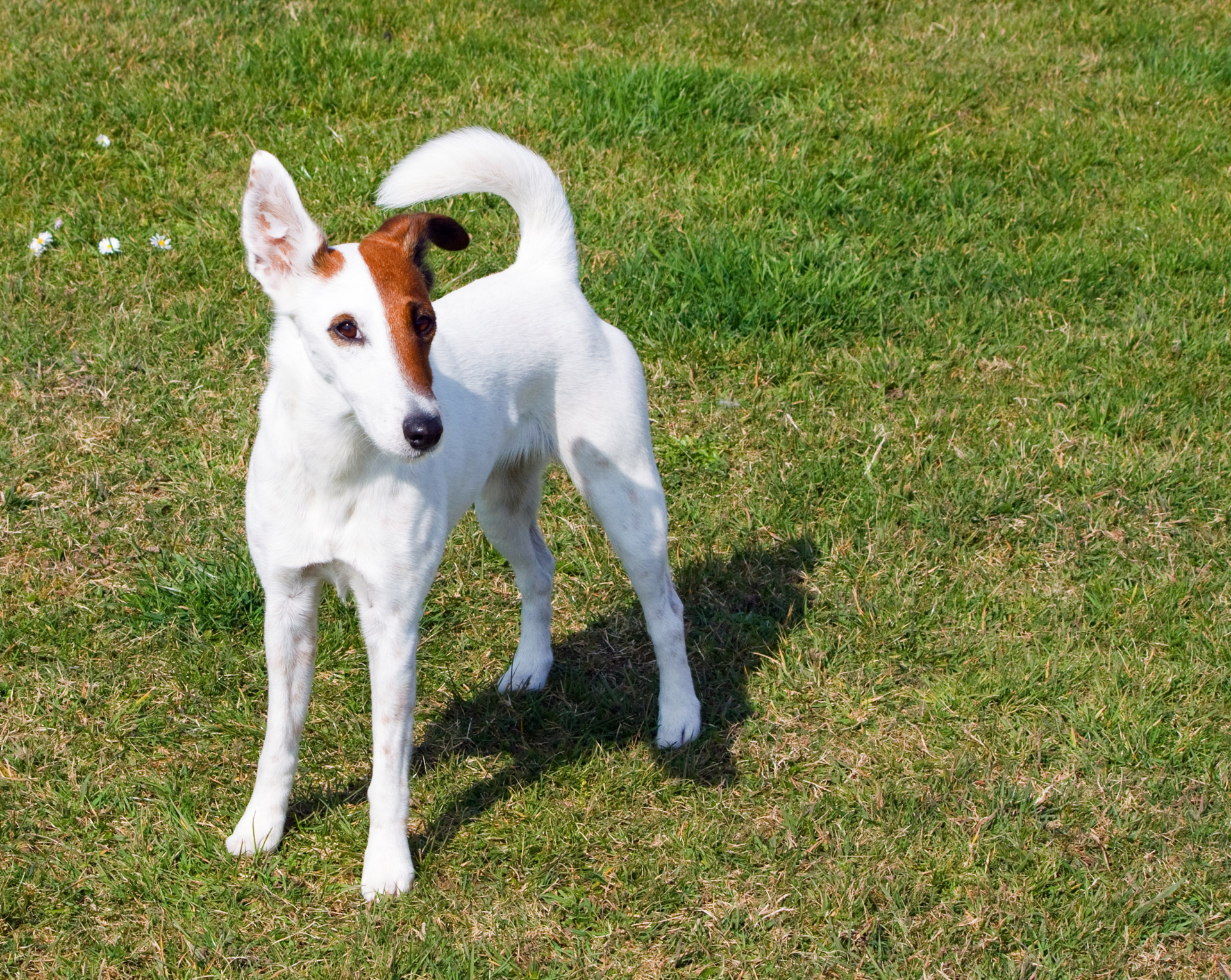 Beautiful portrait of a cute little Smooth Fox Terrier dog standing on the green grass