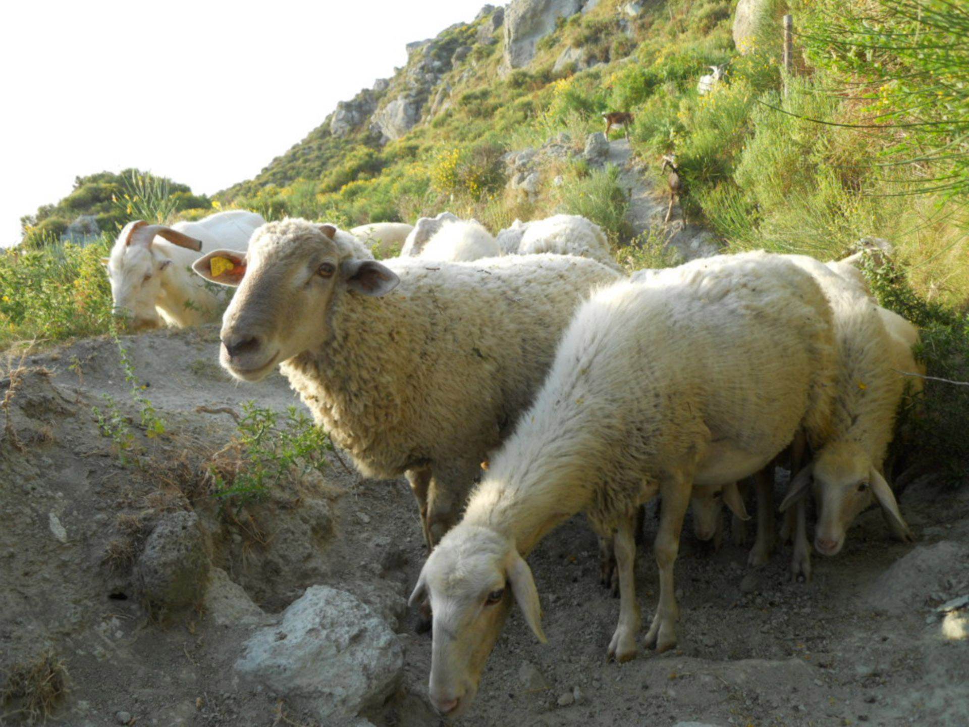 Some Sheep