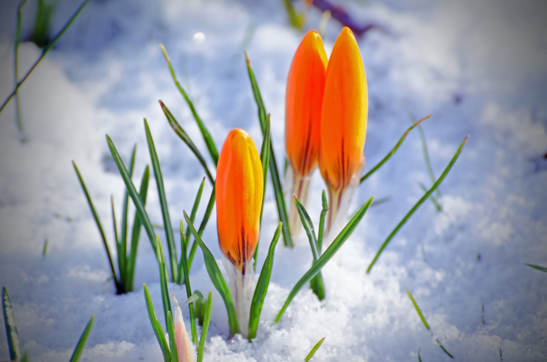 Spring Flower And Snow