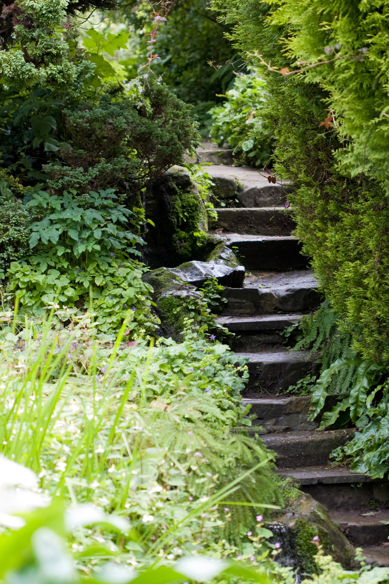 Old and worn steps hidden in the dense vegetation