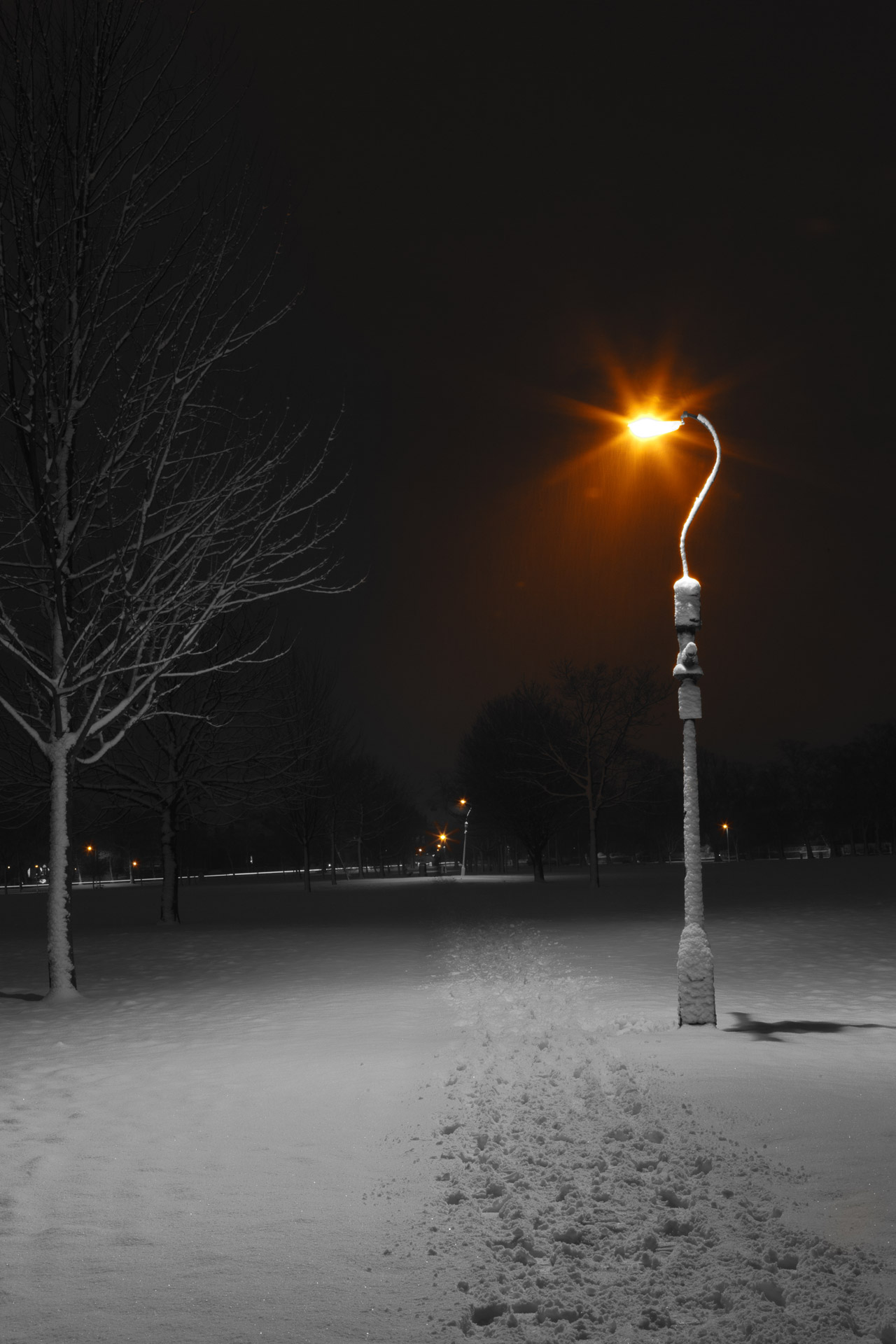 street lamps in a park at night in winter