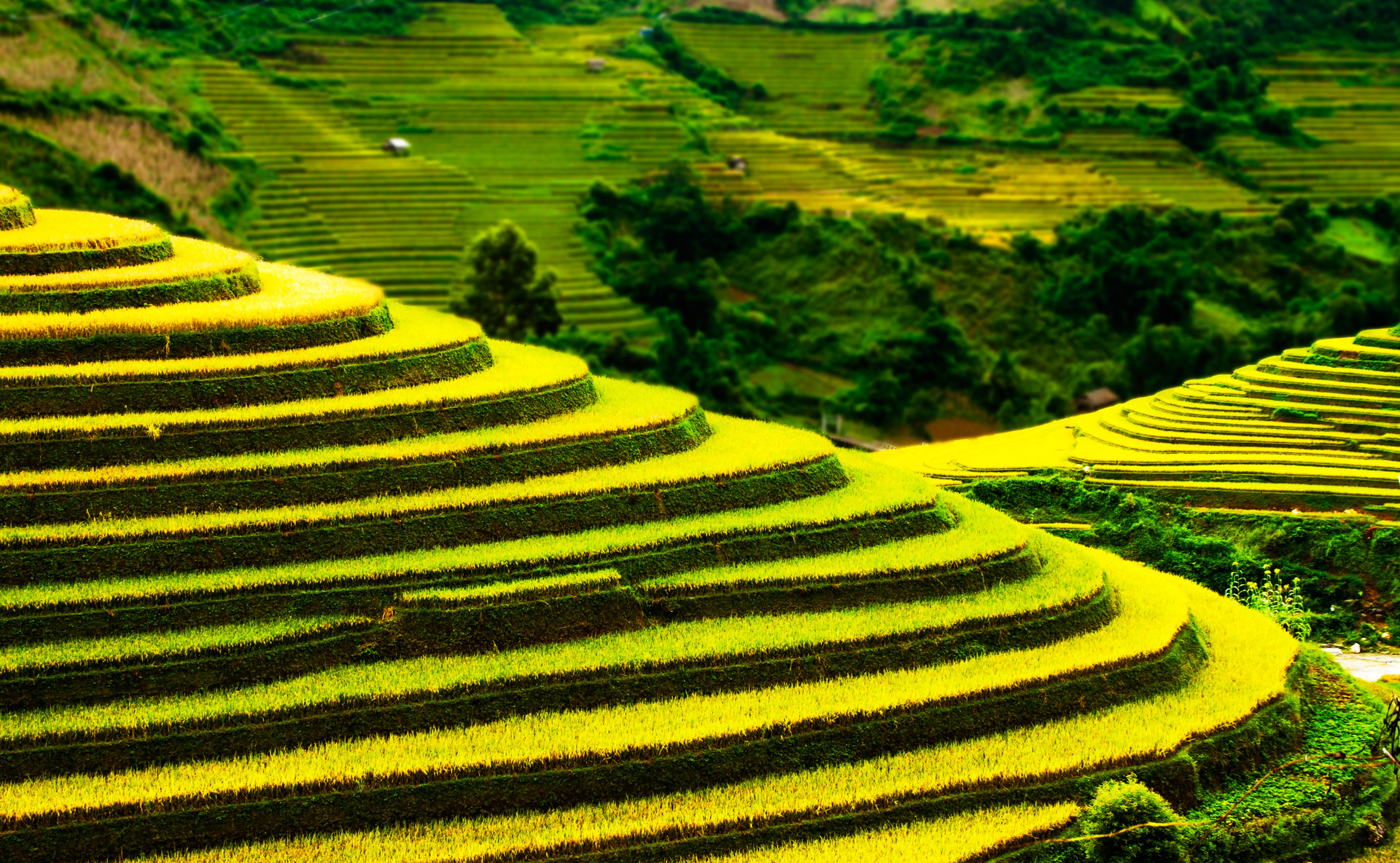Terraced fields in Mu Cang Chai district, Yen Bai province, Vietnam's northwest