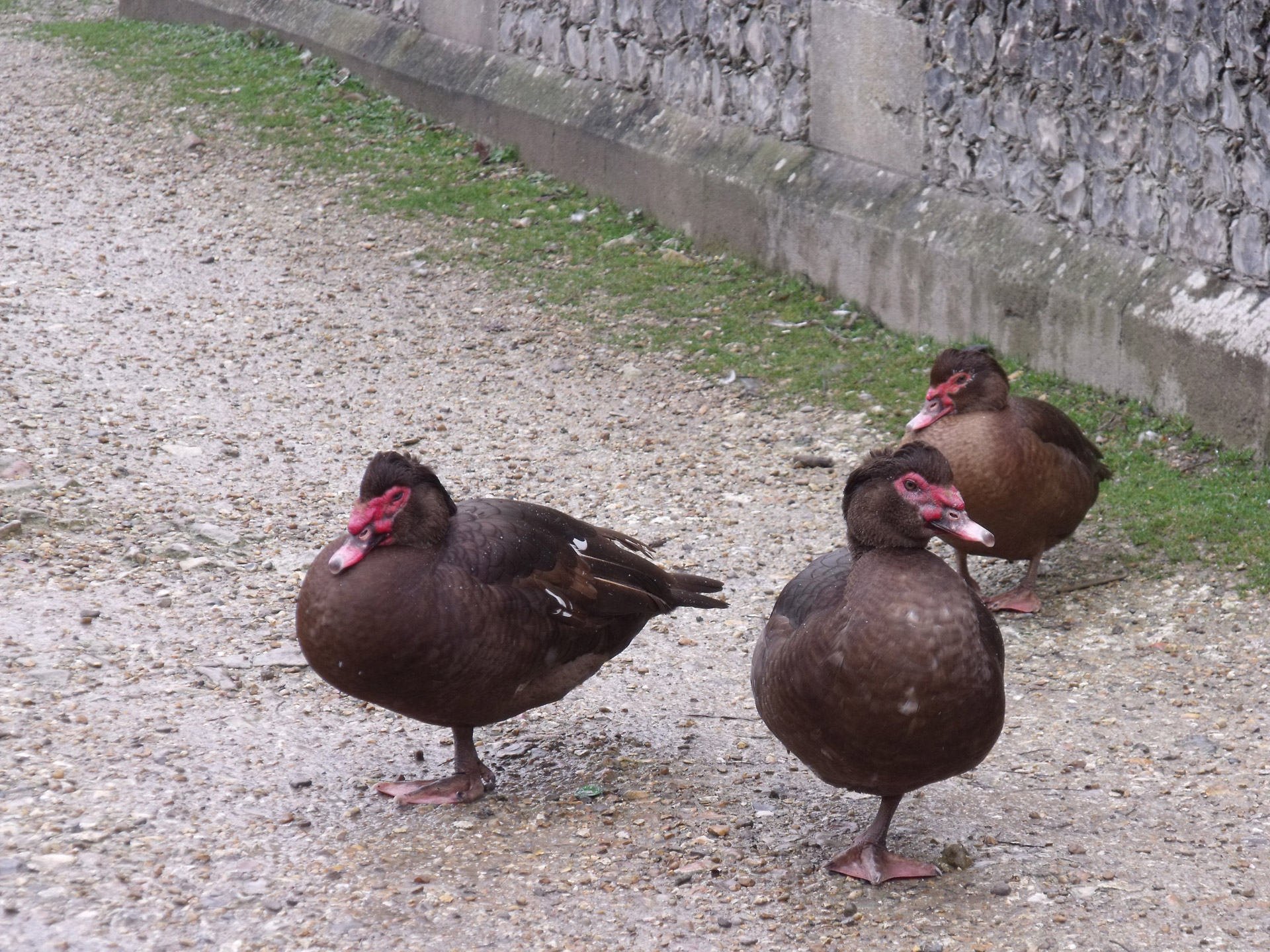 Three Brown Muscovy Ducks