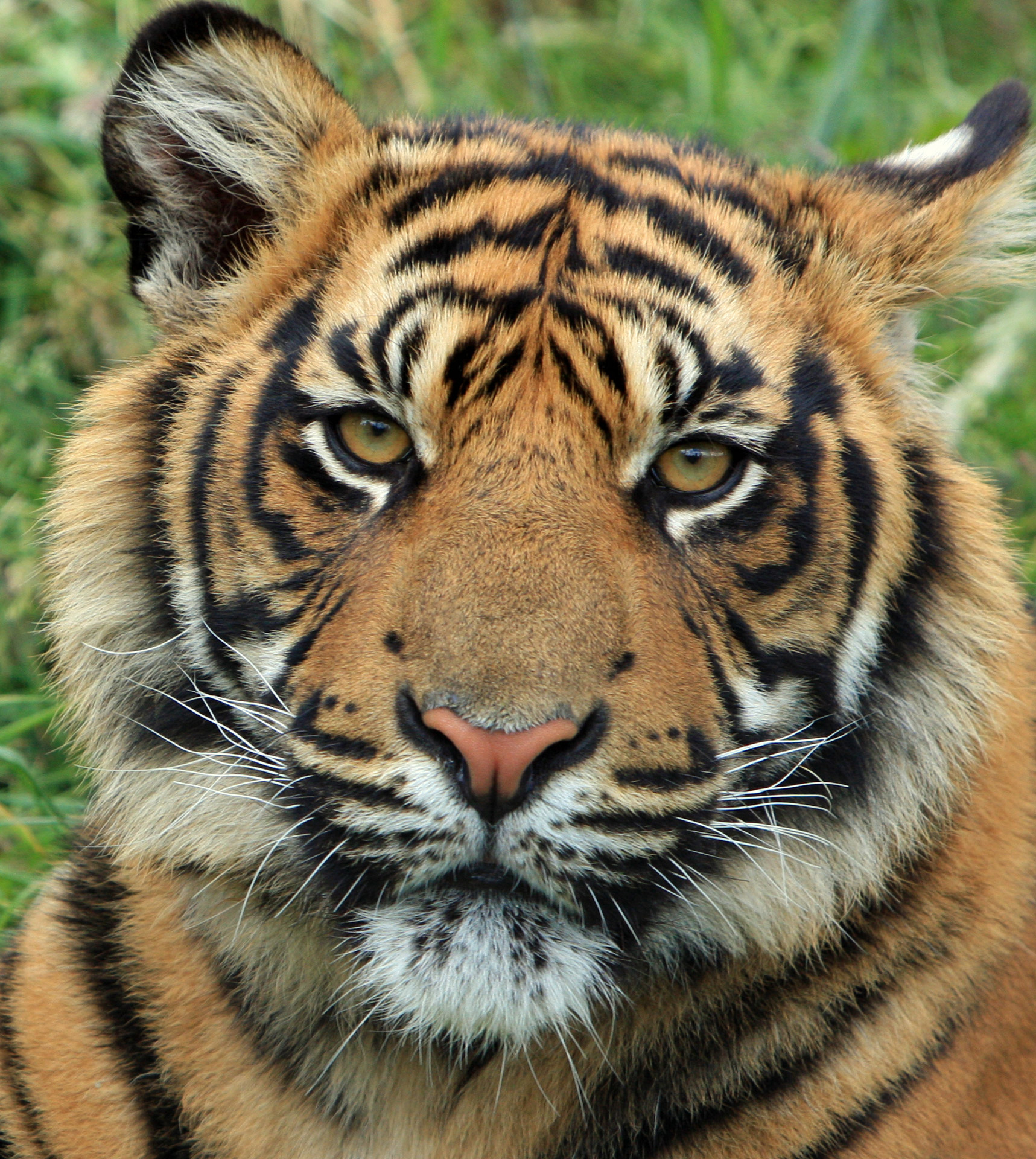 Close-up portrait of a young sumatran tiger cub head