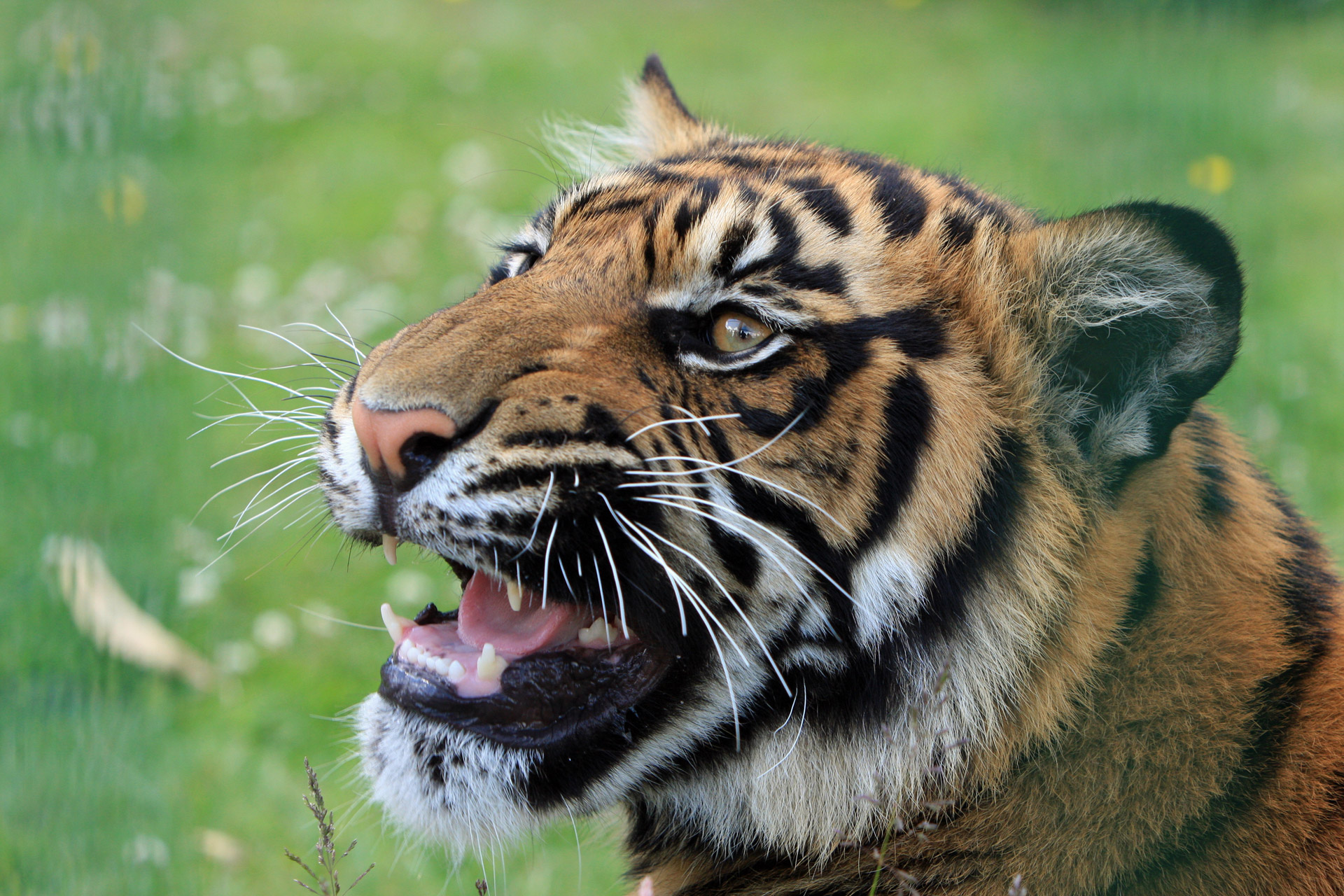 Close-up head portrait of a young tiger snarling