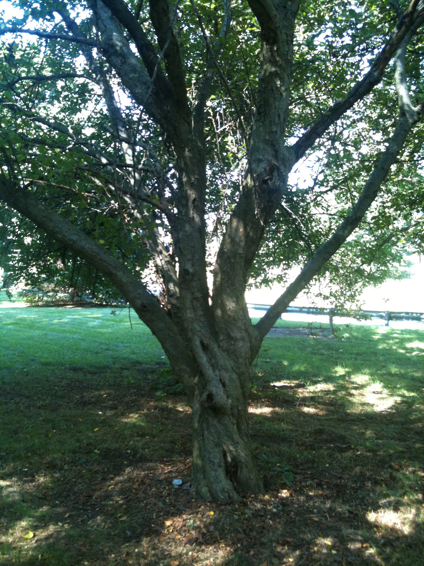 Tree In The Park