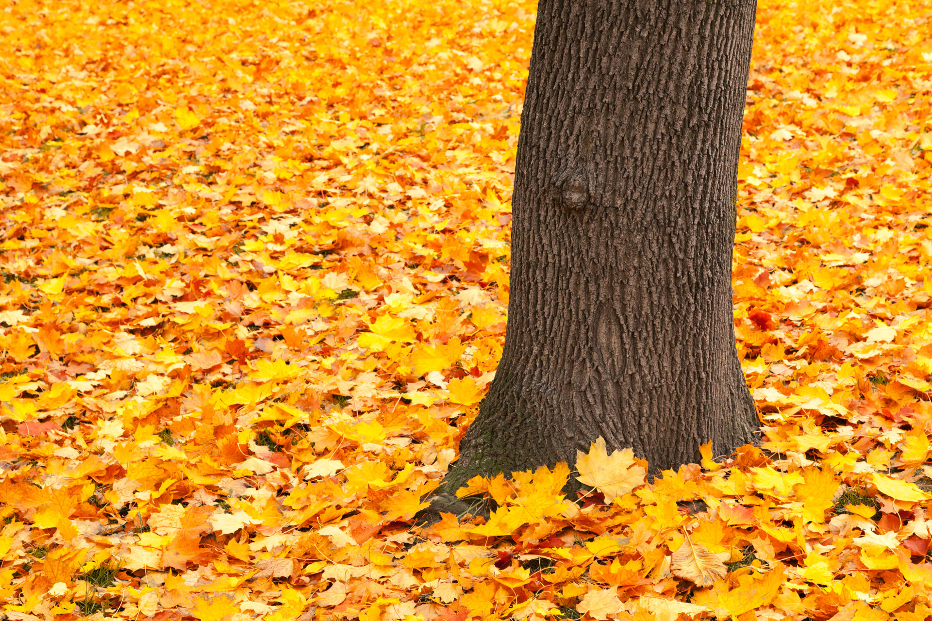 Trunk And Fallen Leaves Free Stock Photo Public Domain Pictures