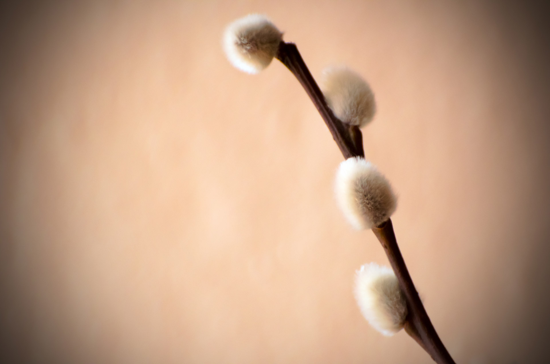 Twig Of Pussy Willow