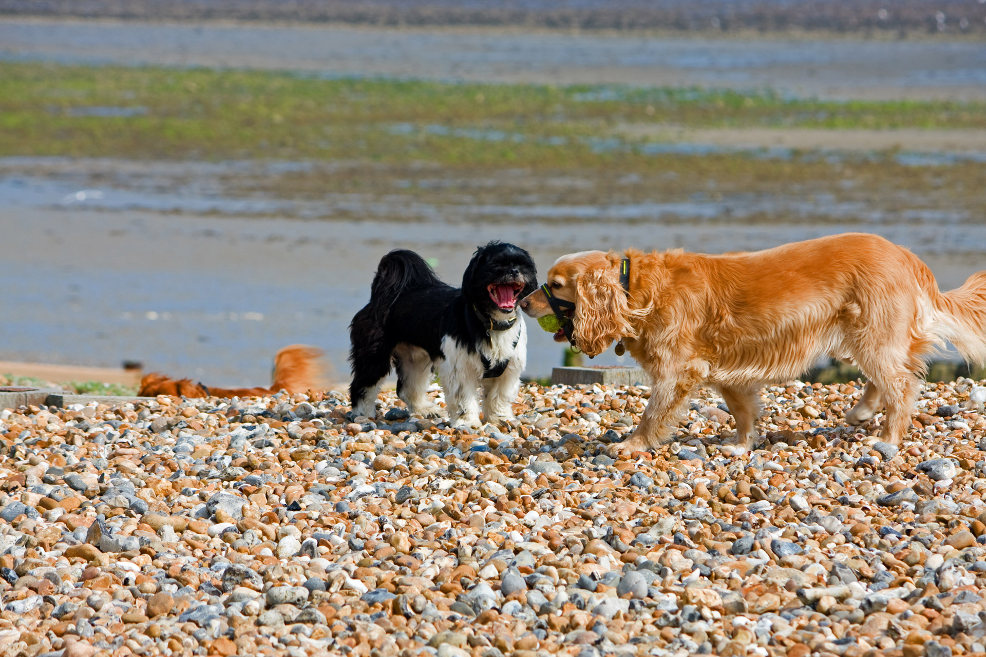 Two dogs at the beach having a fun time with a ball photo
