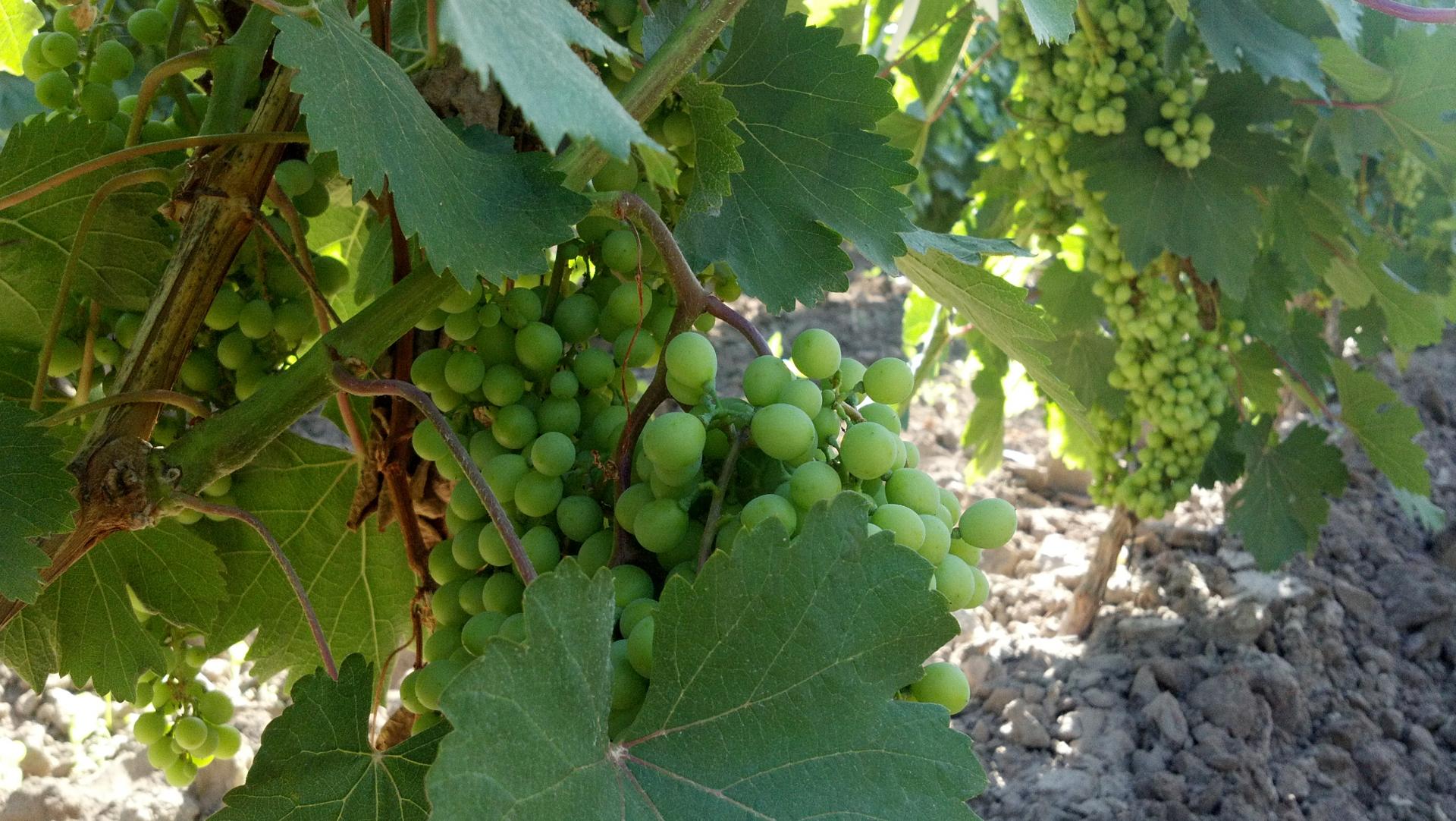muscadine grape green in spring Mendoza
