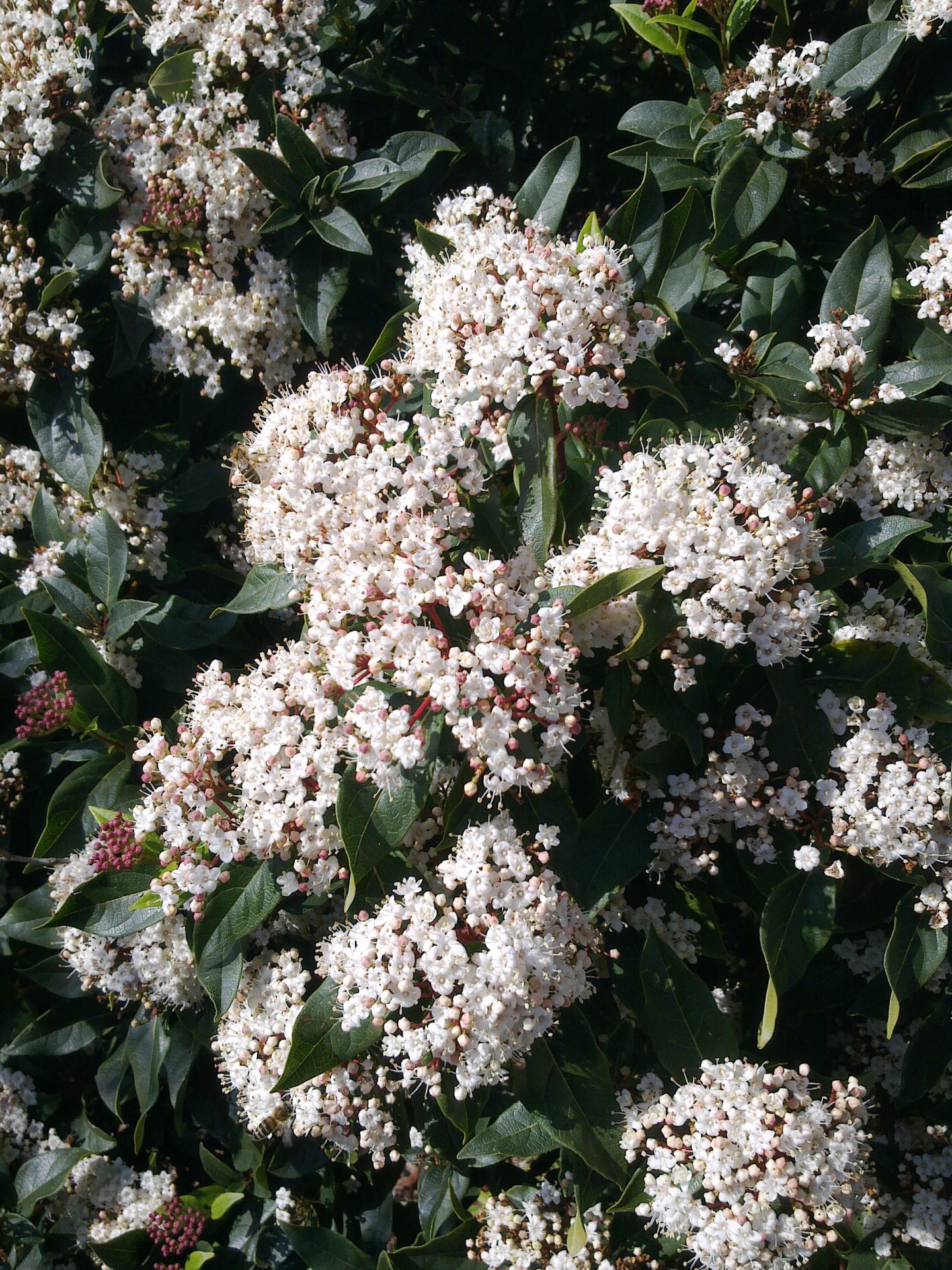 This lovely shrub flowers once a year with sweet scented flowers
