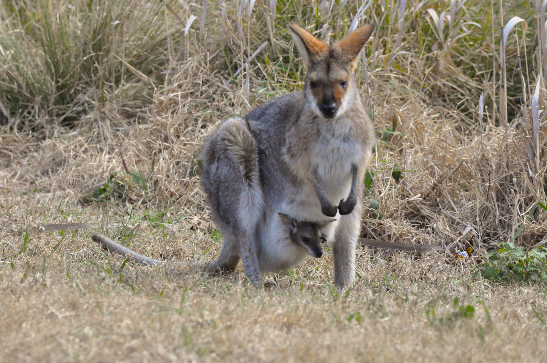 Wallaby With Joey