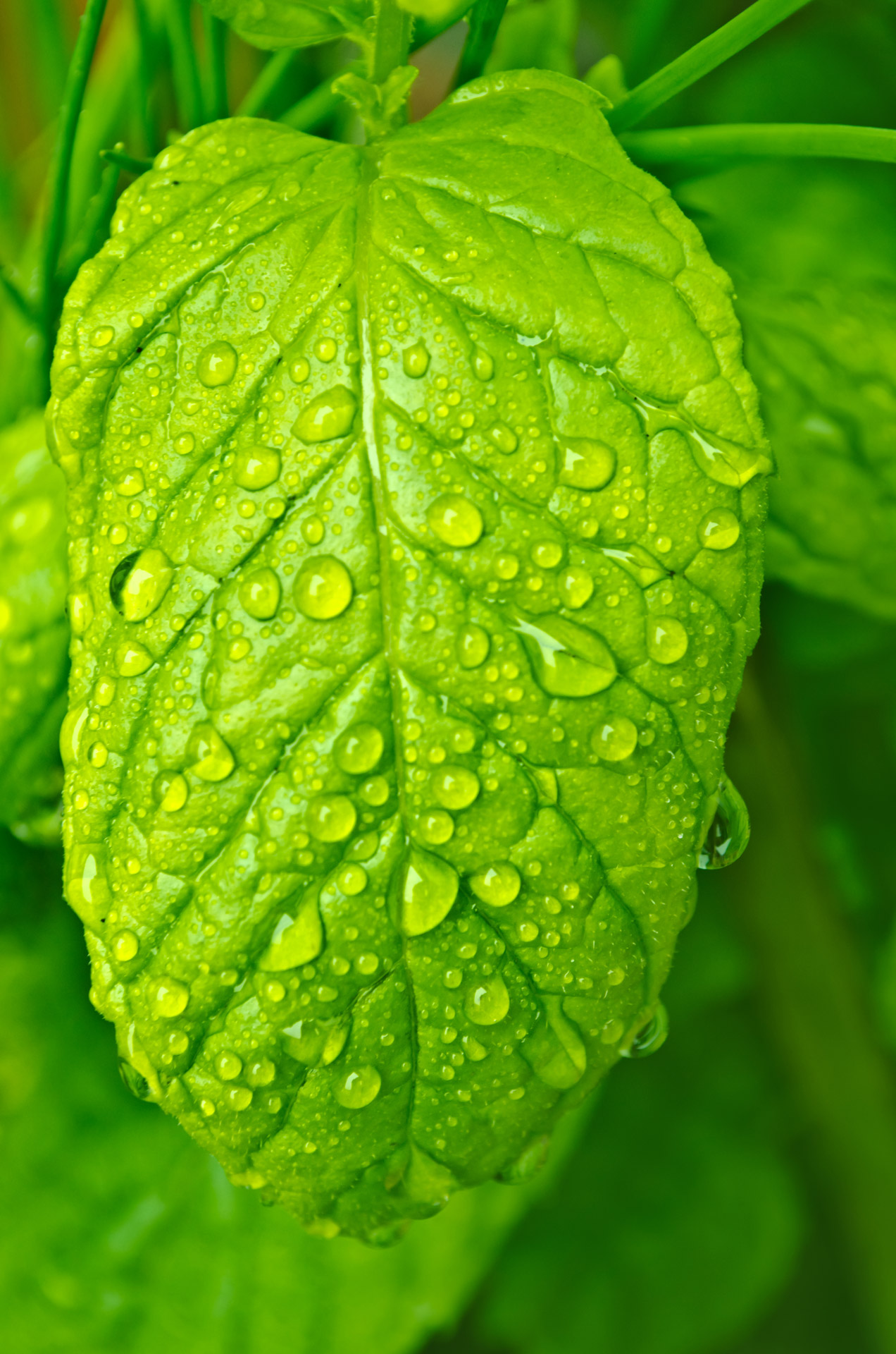 Water drops on The Leaf
