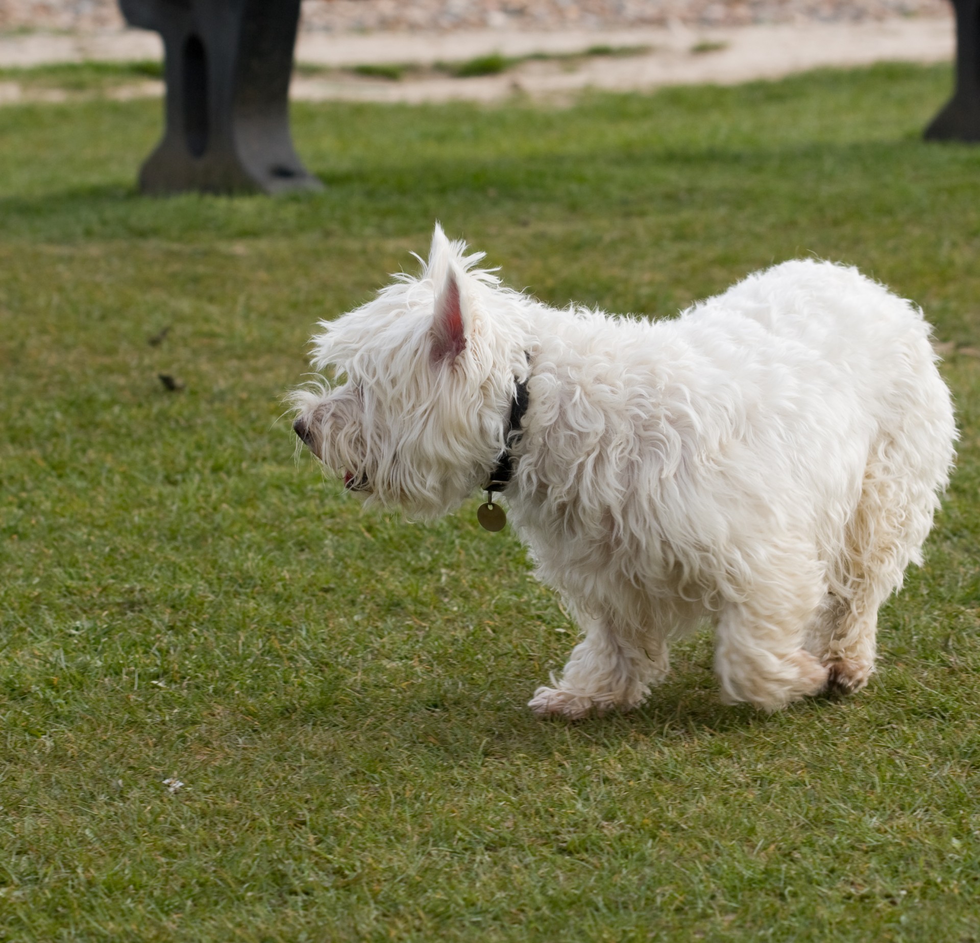 Cute little white westie dog on the grass