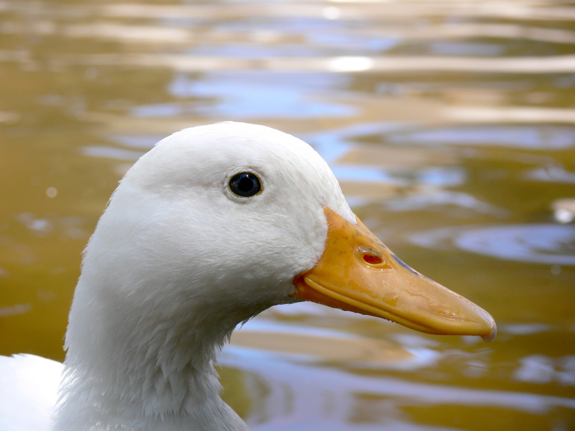 White Duck Close Up