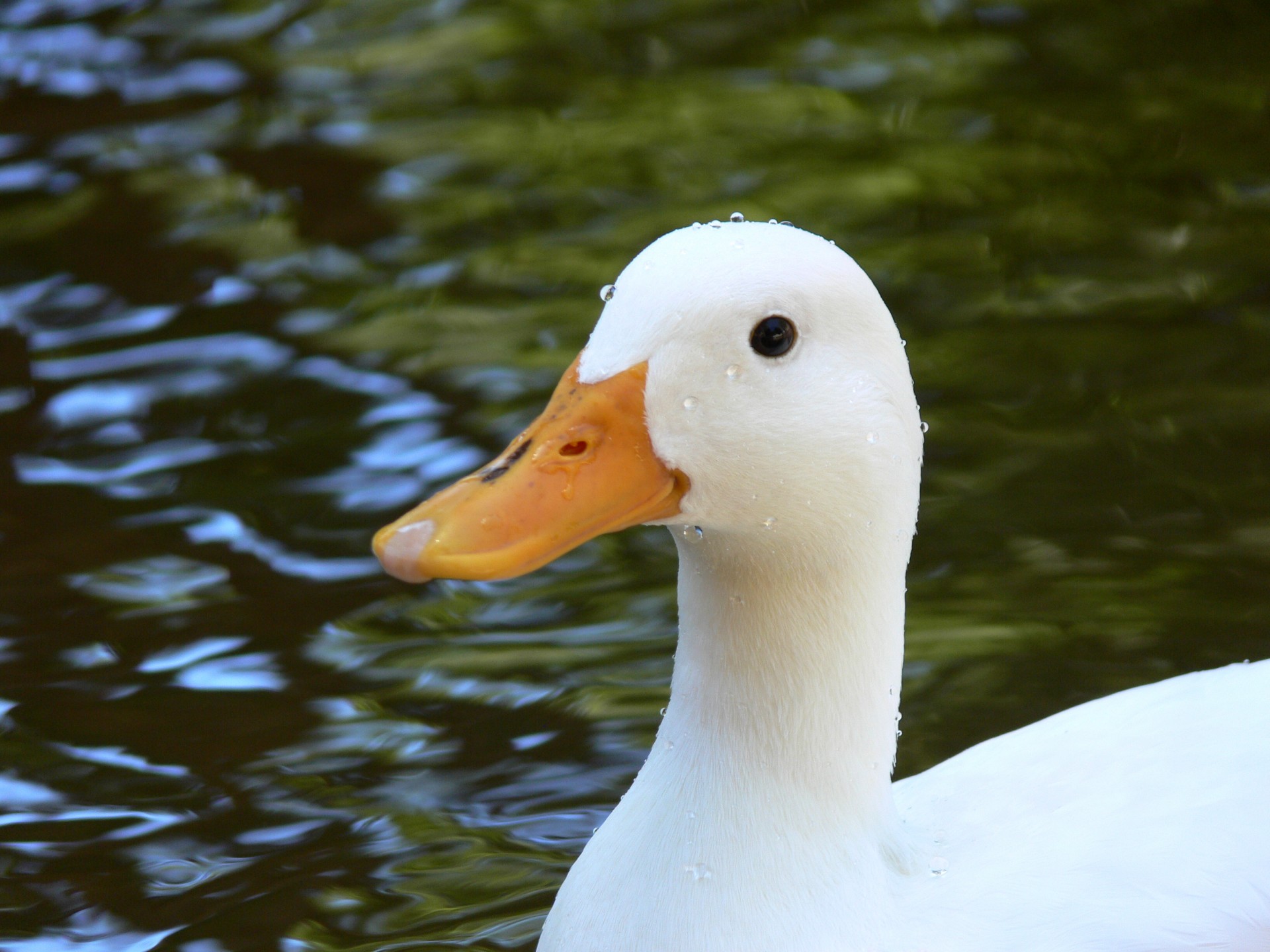 White duck in still pond