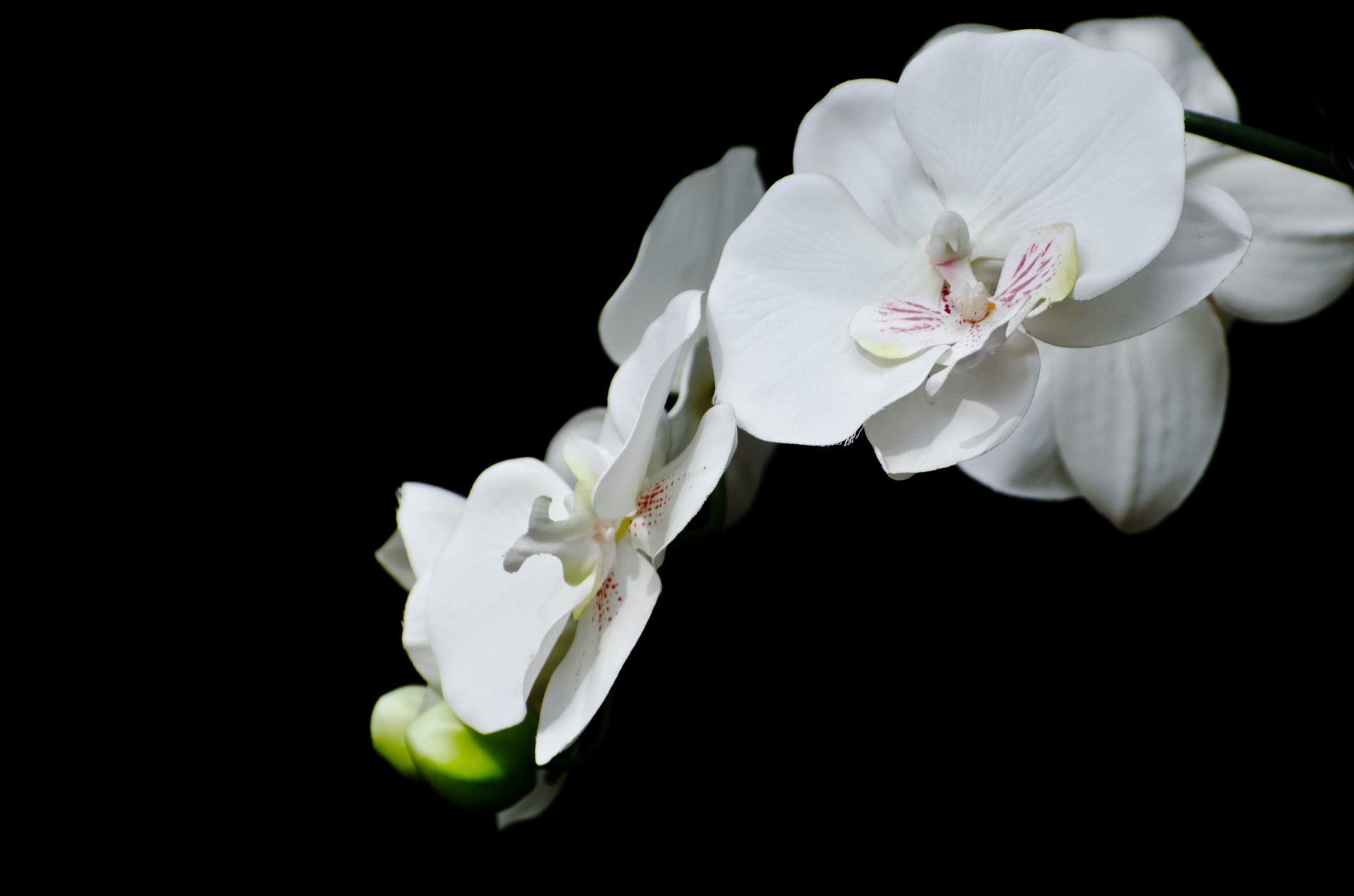 White Flower -  Orchid